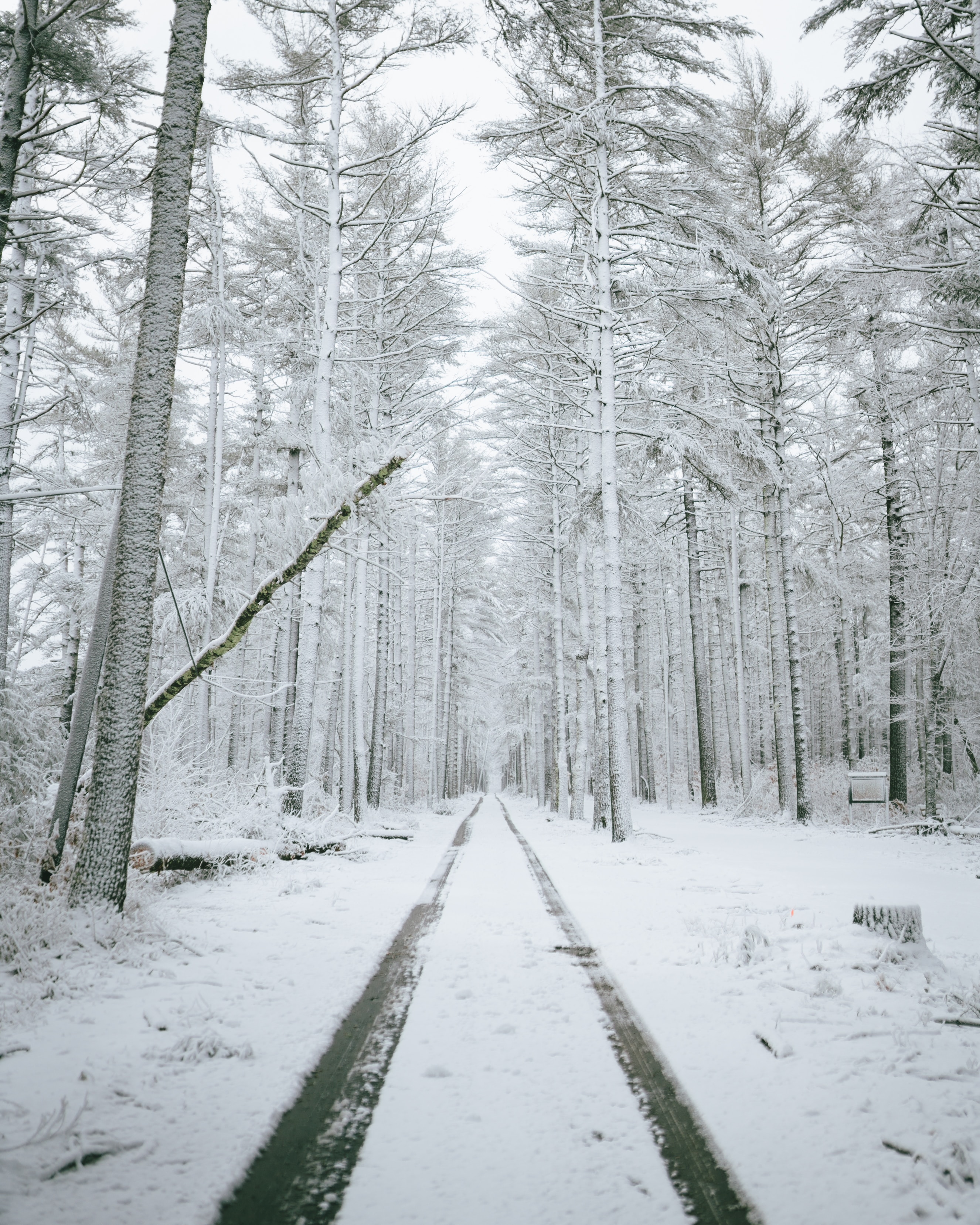 winter, forest, nature, trees, snow, road 4K, Ultra HD