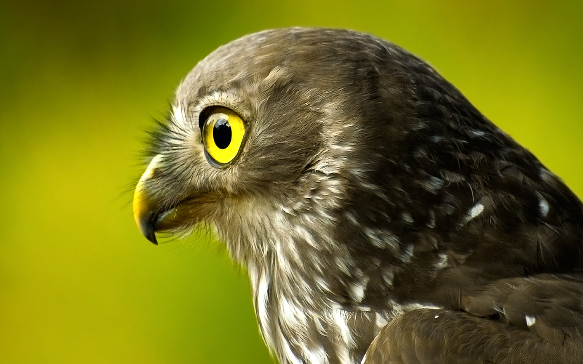 Descarga gratuita de fondo de pantalla para móvil de Animales, Aves, Ave.