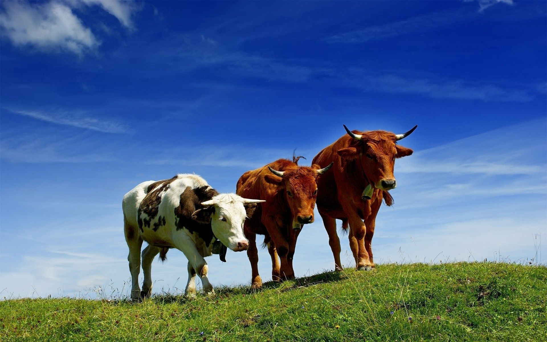 101018 descargar imagen vacas, animales, hierba, verano, tres, elevación, pasto: fondos de pantalla y protectores de pantalla gratis