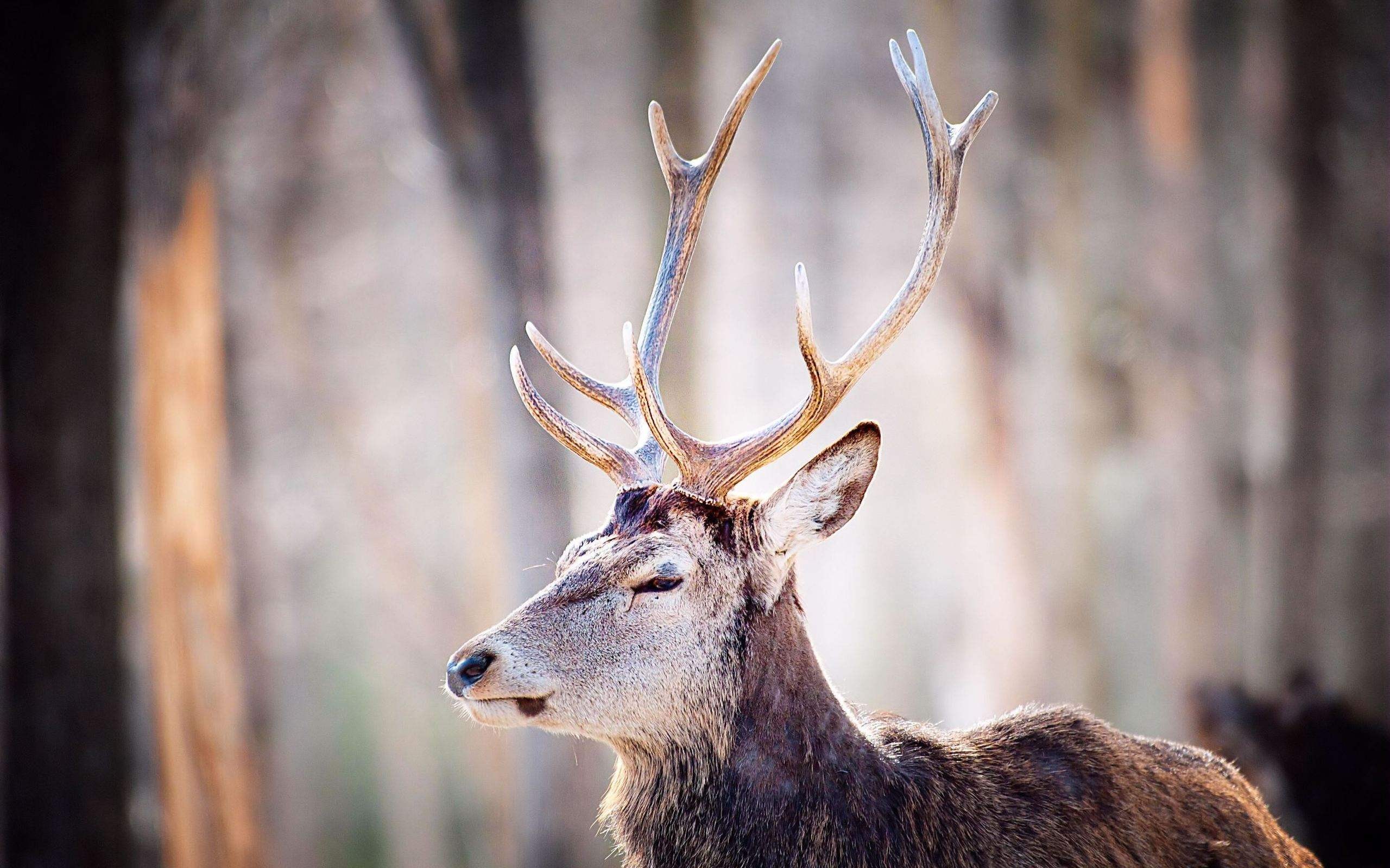 Handy-Wallpaper Tiere, Hirsch kostenlos herunterladen.