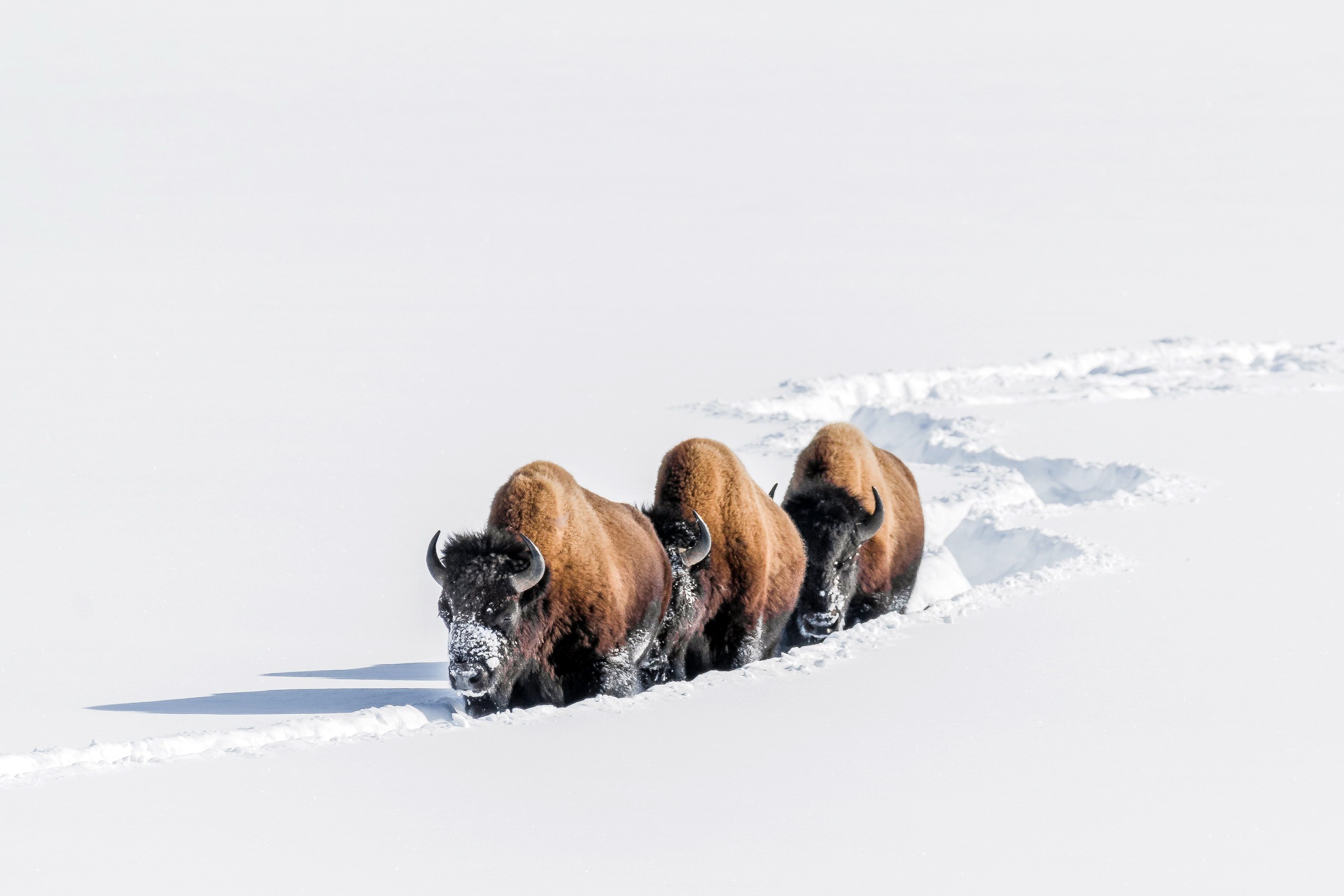 Free download wallpaper Winter, Snow, Animal, American Bison on your PC desktop