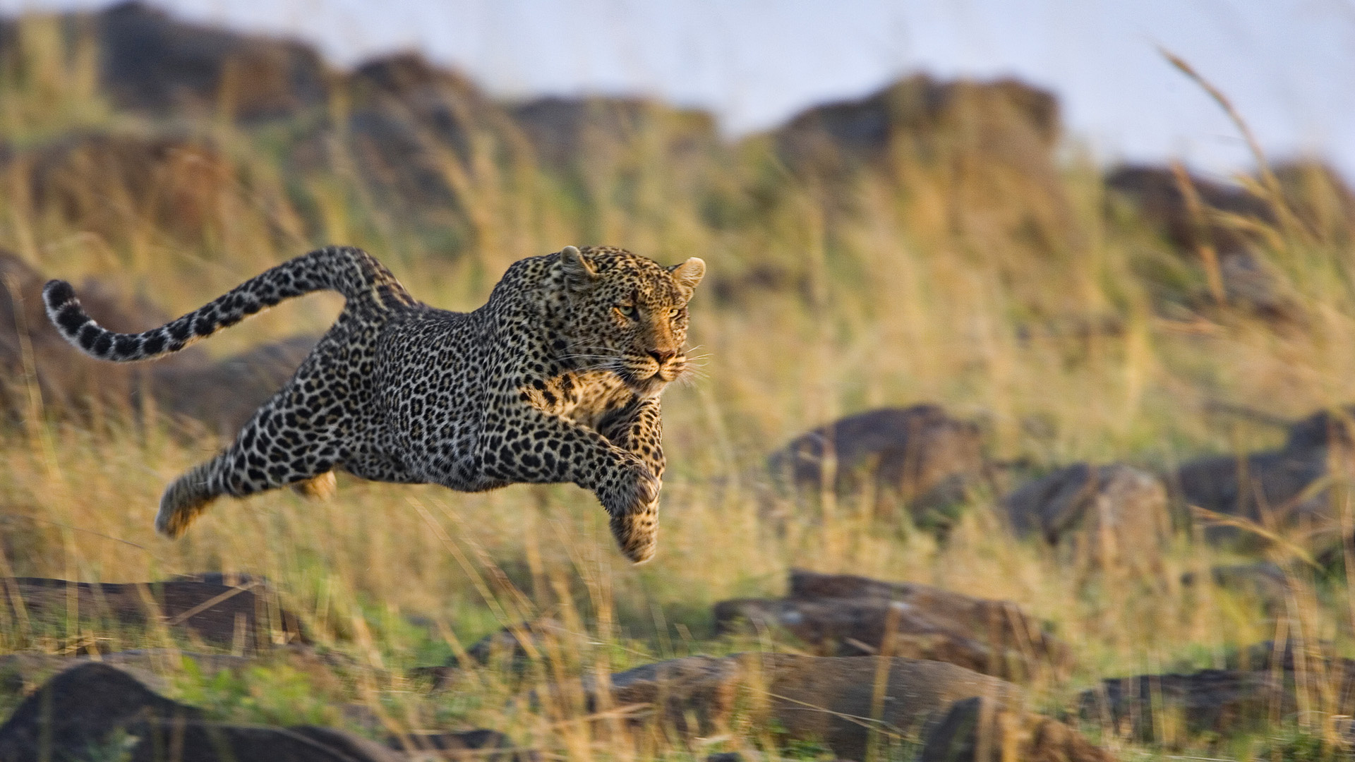 Laden Sie das Tiere, Katzen, Leopard-Bild kostenlos auf Ihren PC-Desktop herunter