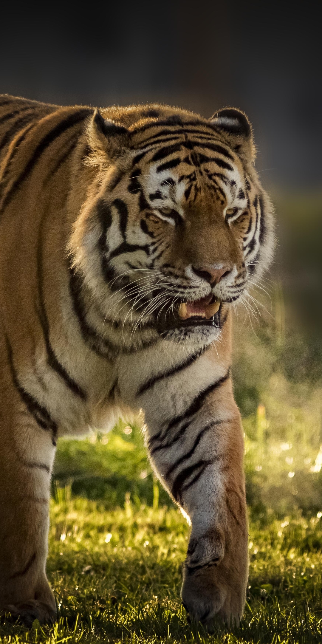 Handy-Wallpaper Tiere, Katzen, Tiger kostenlos herunterladen.