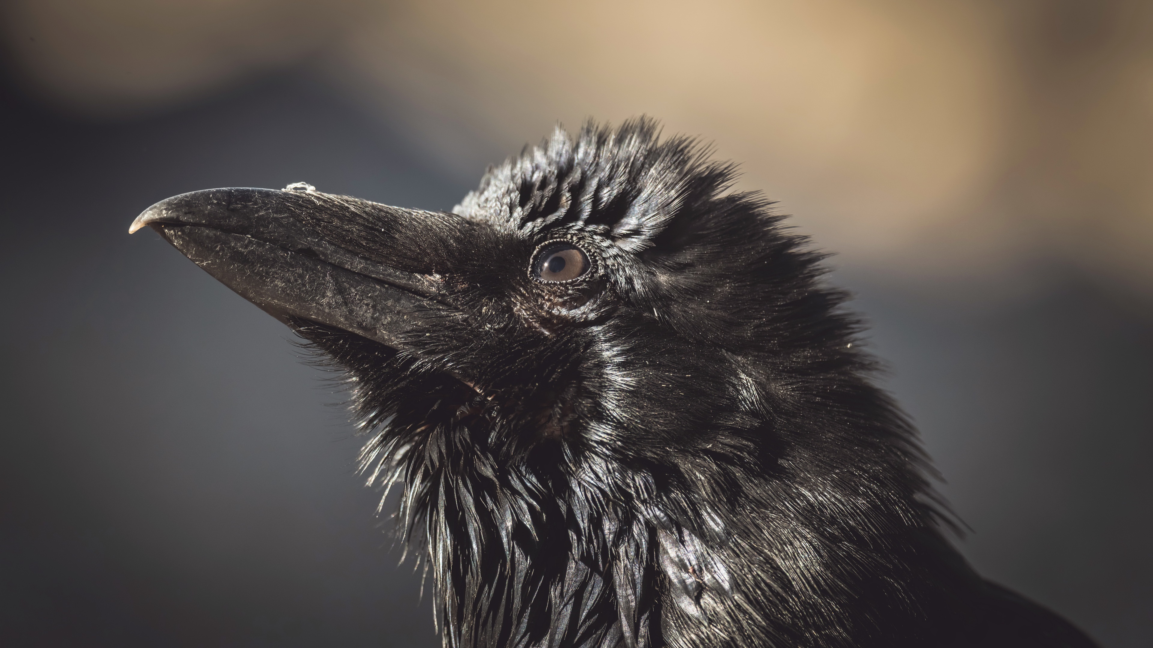 Download mobile wallpaper Bird, Animal, Crow for free.
