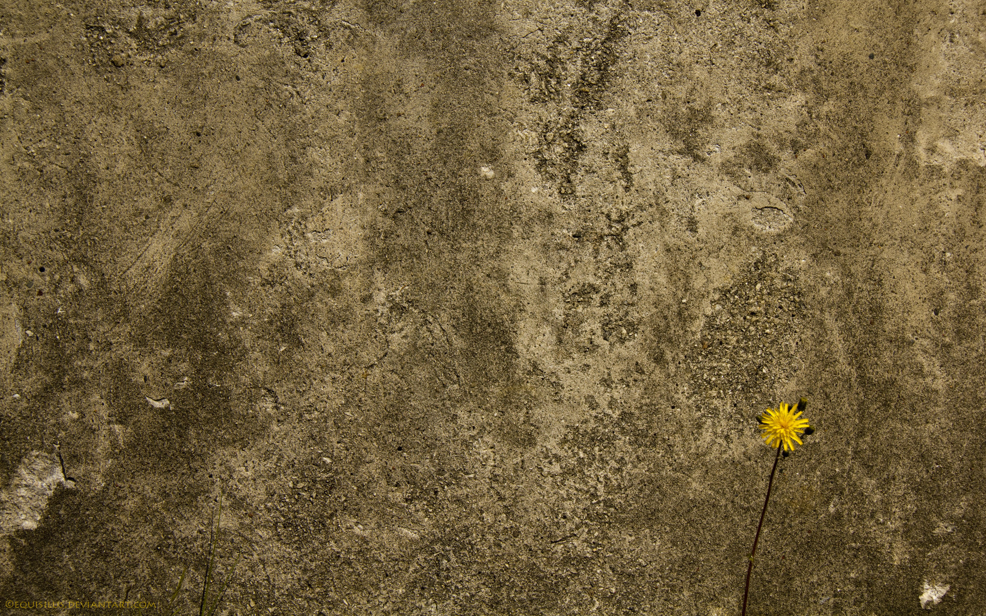 Baixar papel de parede para celular de Flores, Flor, Artistico gratuito.