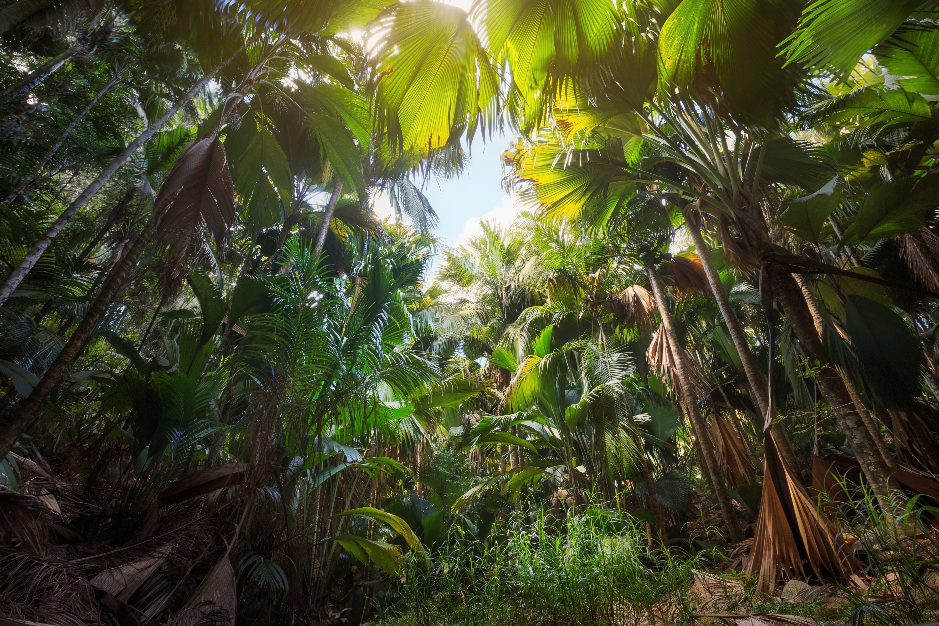 840874 descargar imagen jungla, tierra/naturaleza, naturaleza, palmera, árbol: fondos de pantalla y protectores de pantalla gratis