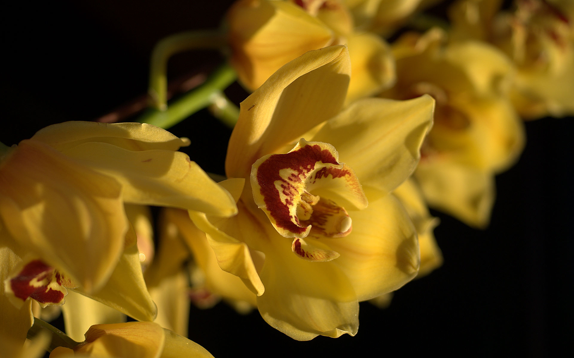 Handy-Wallpaper Orchidee, Blumen, Erde/natur kostenlos herunterladen.