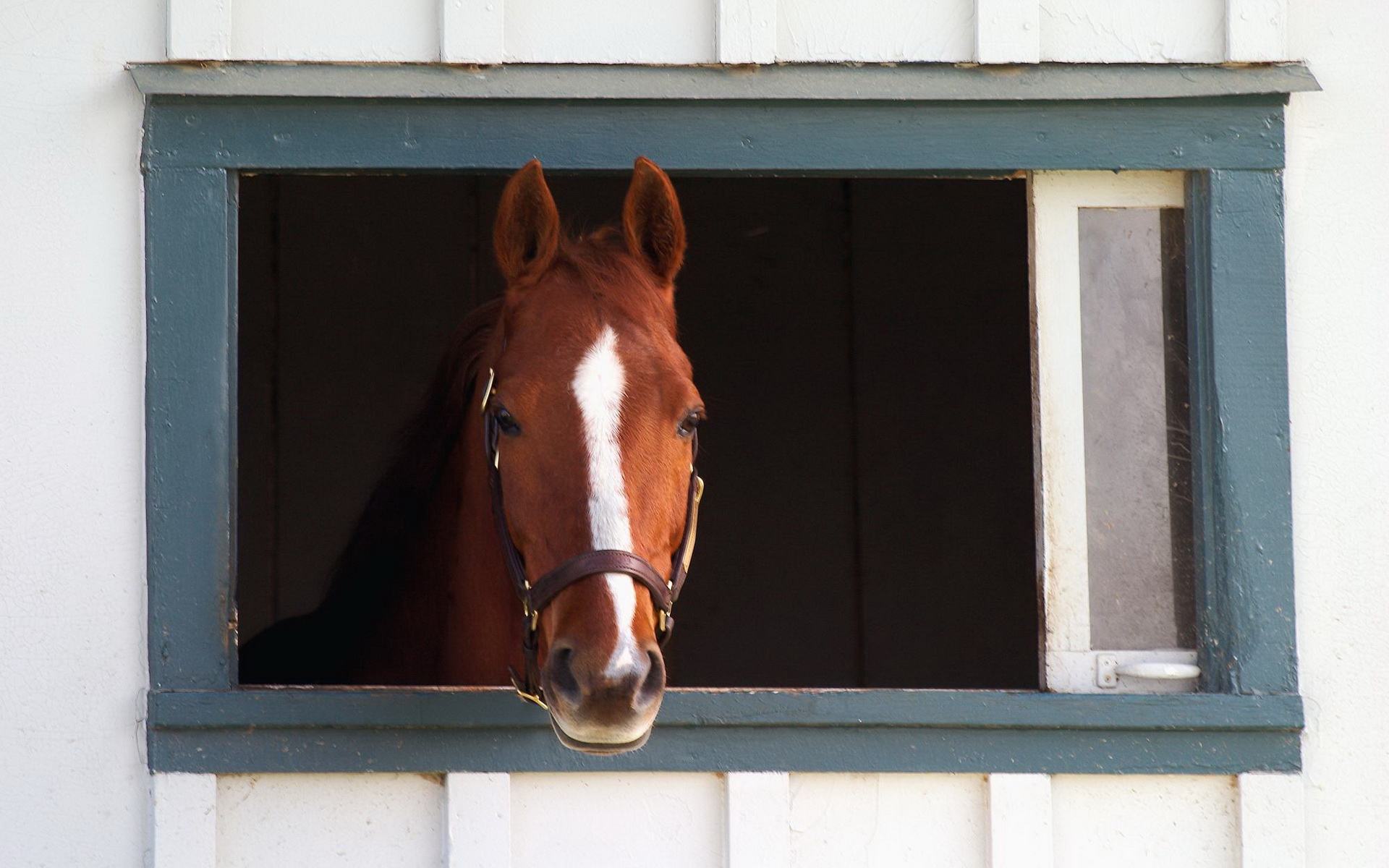 Free download wallpaper Animal, Horse on your PC desktop