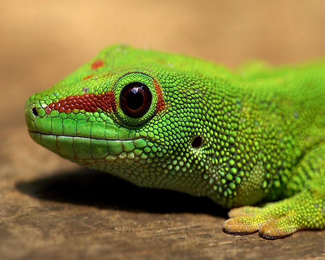 Handy-Wallpaper Farbe, Eidechse, Reptil, Reptile, Tiere, Augen kostenlos herunterladen.