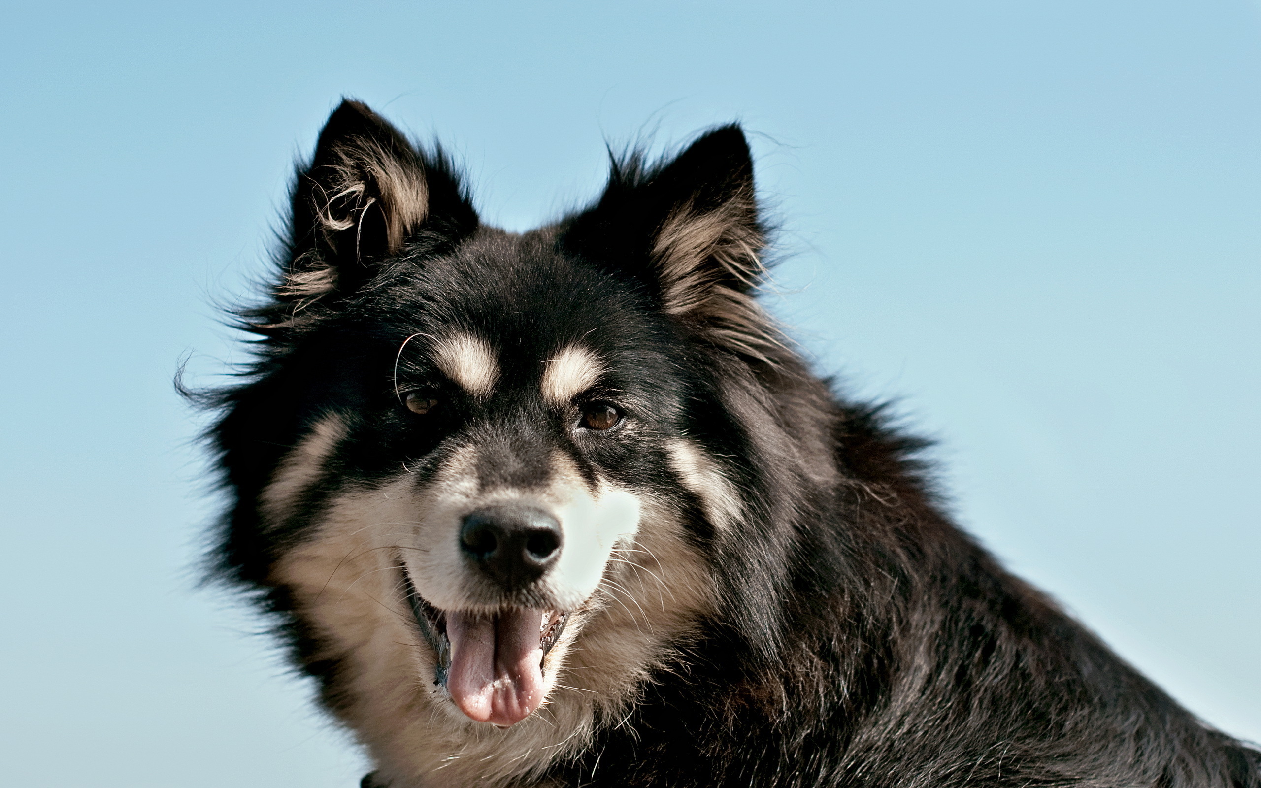 Téléchargez des papiers peints mobile Chiens, Chien, Animaux gratuitement.