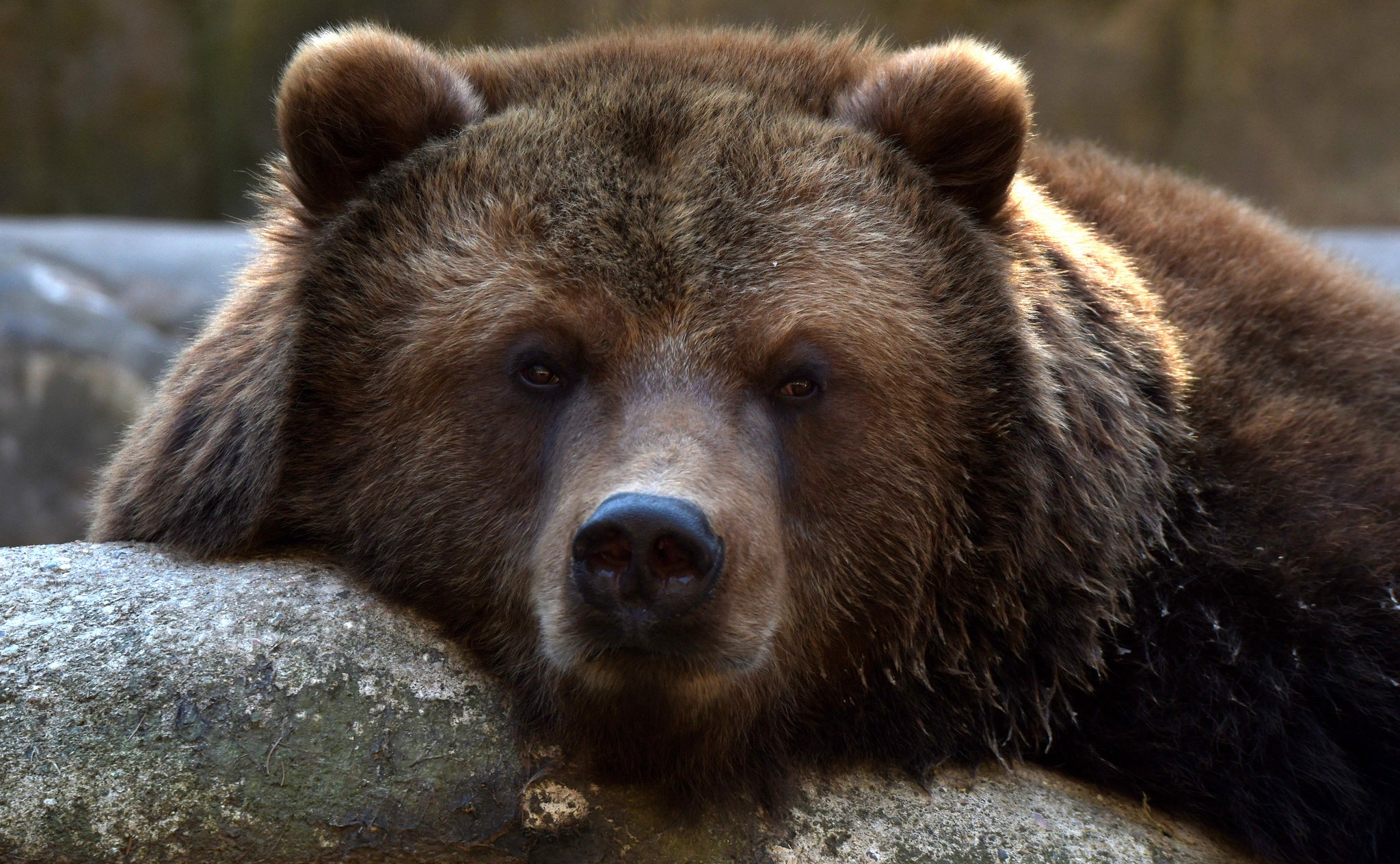 Laden Sie das Tiere, Bären, Bär, Starren-Bild kostenlos auf Ihren PC-Desktop herunter