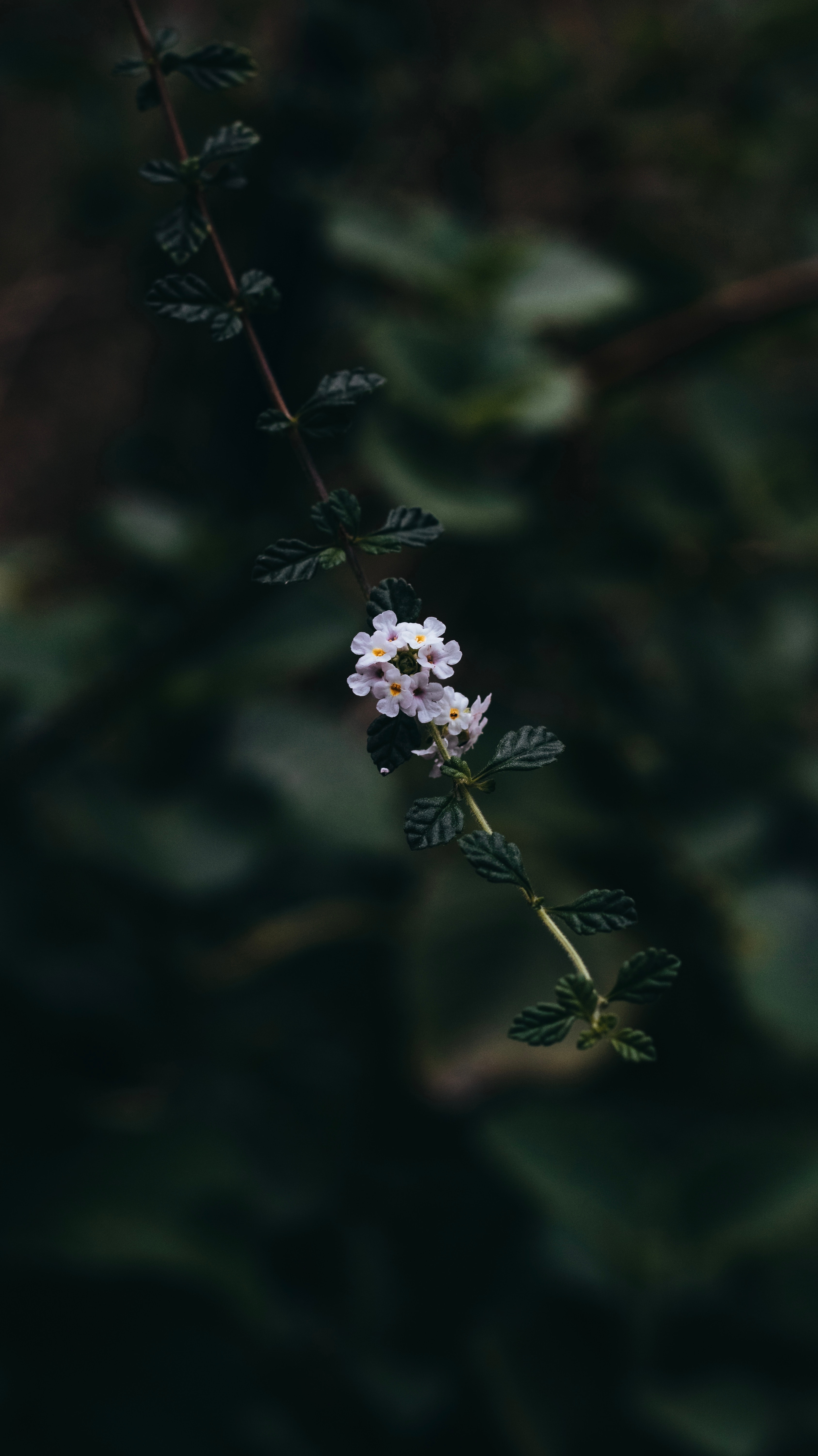 Free download wallpaper Flowers, Plant, Macro, Flowering, Branch, Leaves, Bloom on your PC desktop