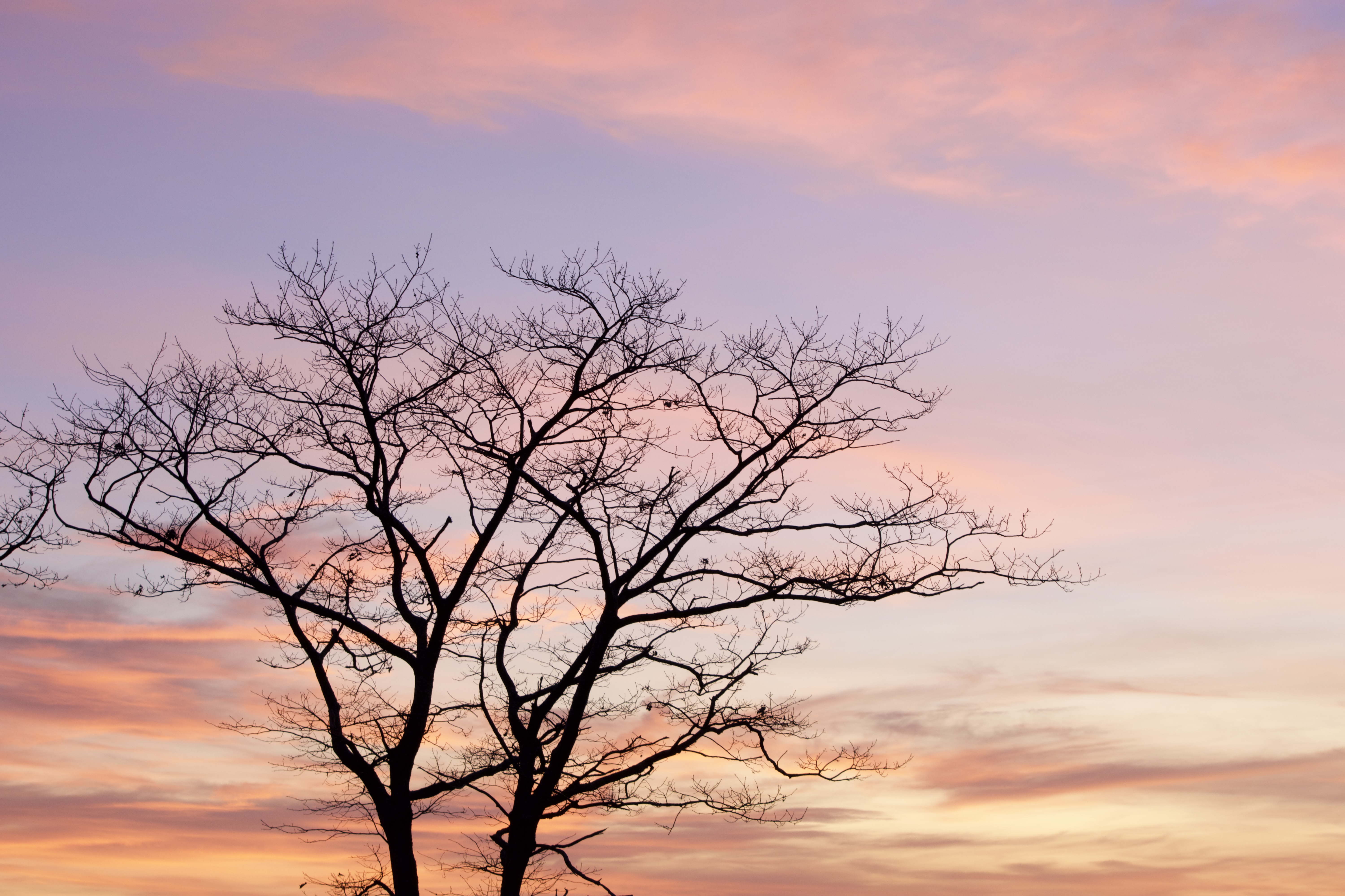 Download PC Wallpaper twilight, nature, sky, clouds, wood, tree, dusk