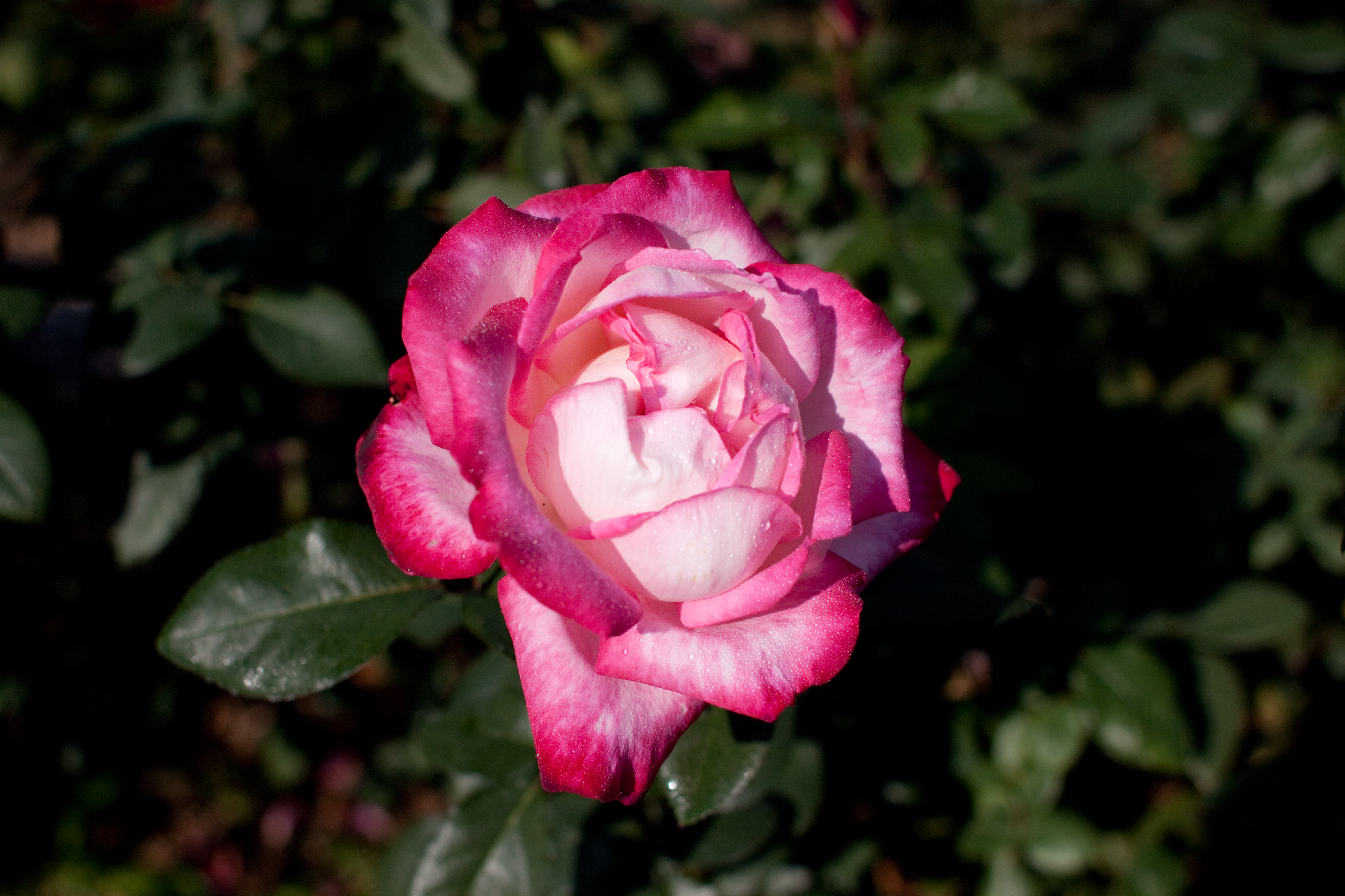 Laden Sie das Blumen, Rose, Erde/natur-Bild kostenlos auf Ihren PC-Desktop herunter