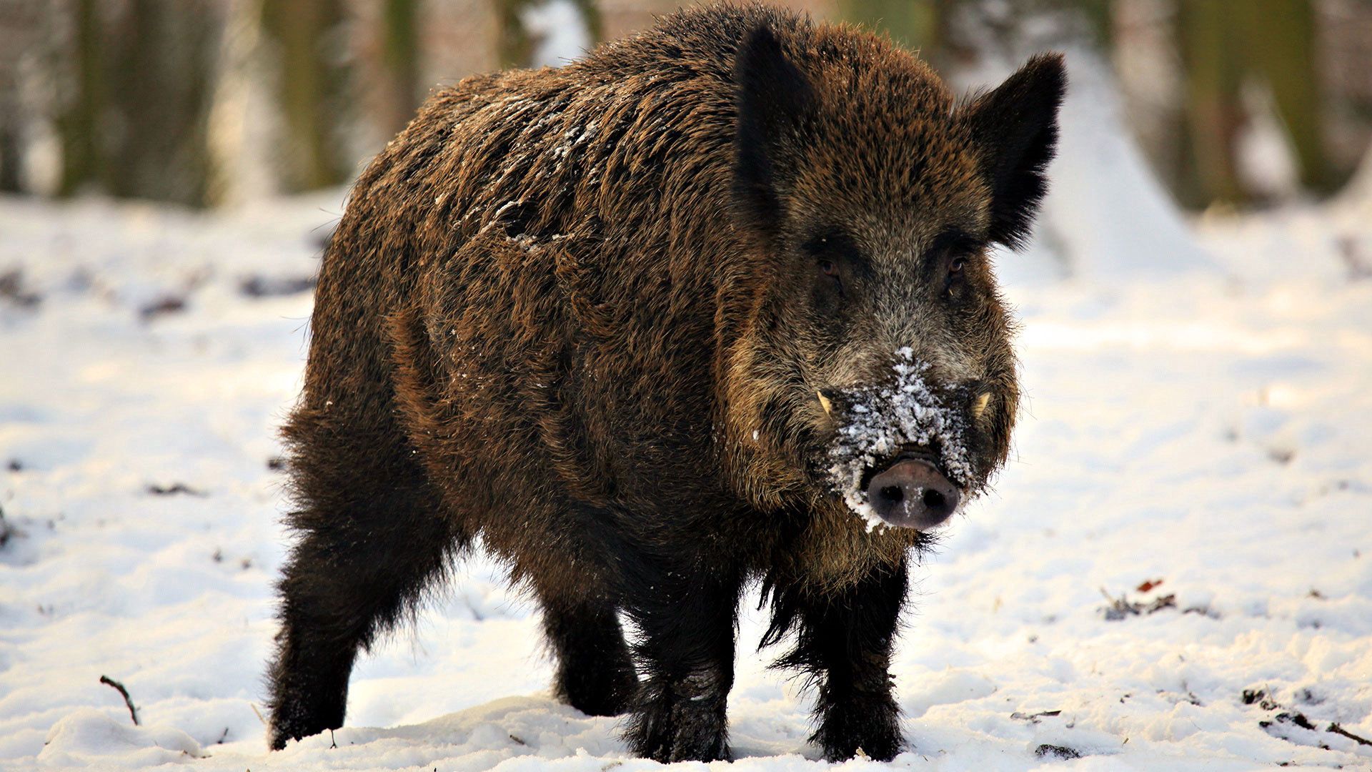 boar, animals, winter, snow, fangs, piglet