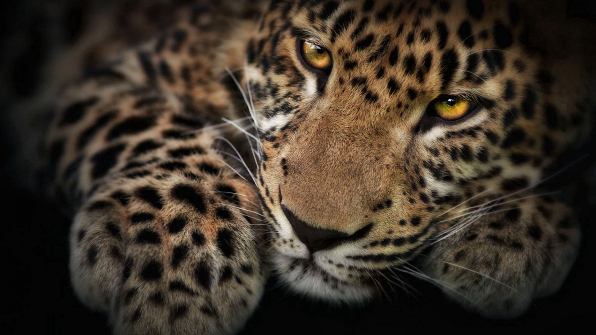 Baixe gratuitamente a imagem Animais, Leopardo, Focinho, Sombra, Predator, Predador na área de trabalho do seu PC