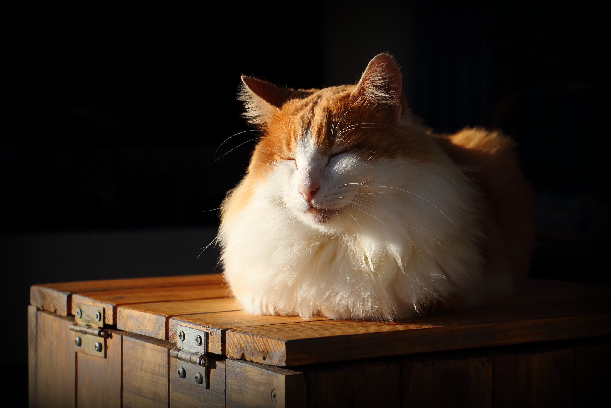 Téléchargez gratuitement l'image Animaux, Chats, Chat sur le bureau de votre PC