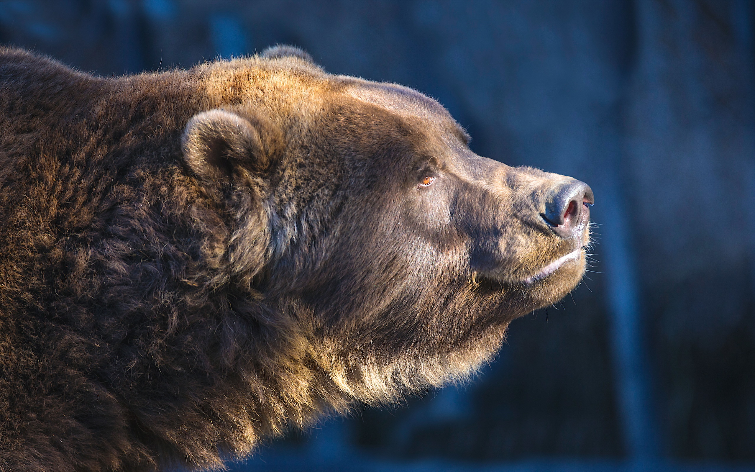 Baixe gratuitamente a imagem Animais, Urso, Ursos na área de trabalho do seu PC