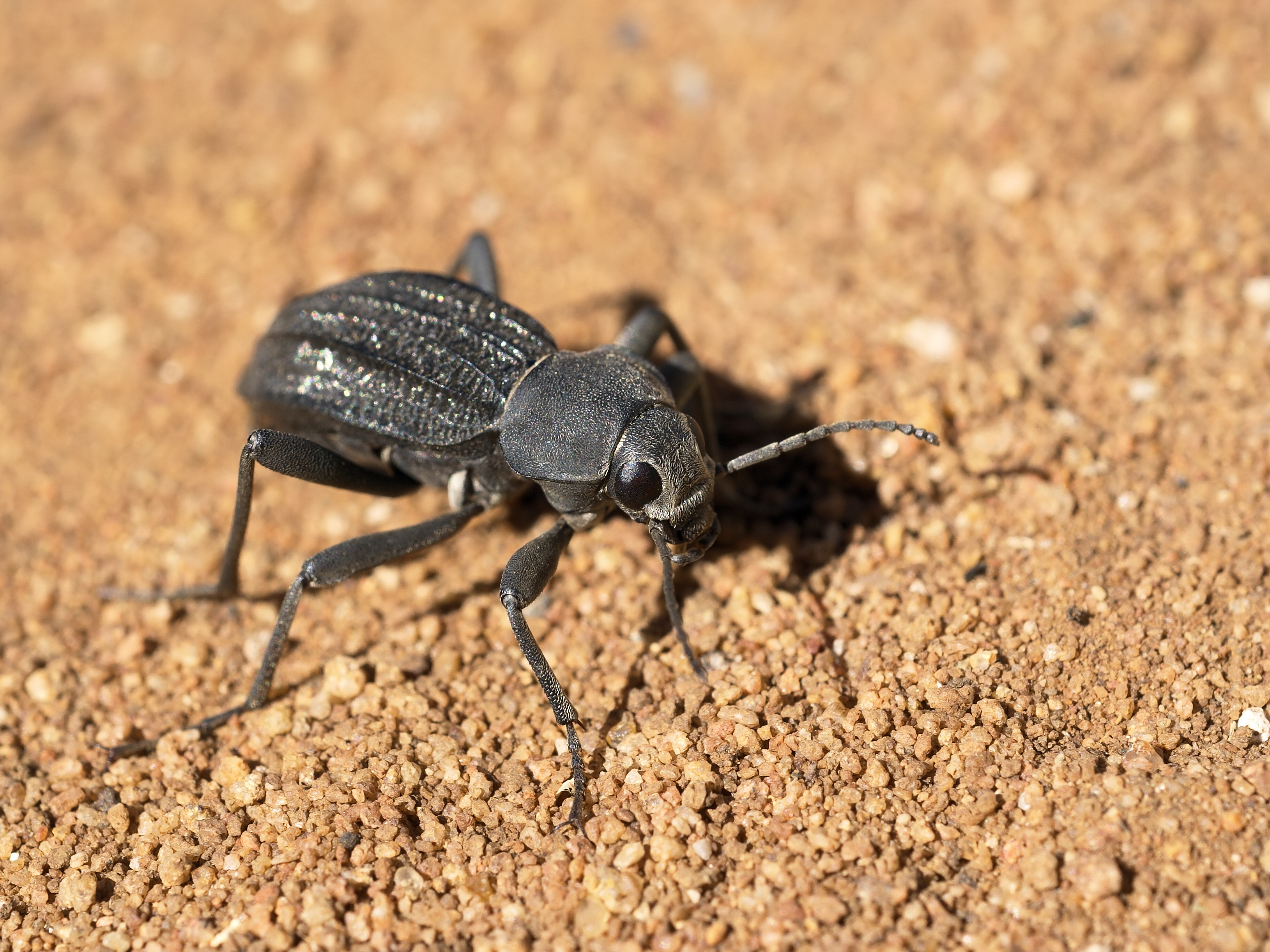 Téléchargez des papiers peints mobile Animaux, Insecte gratuitement.