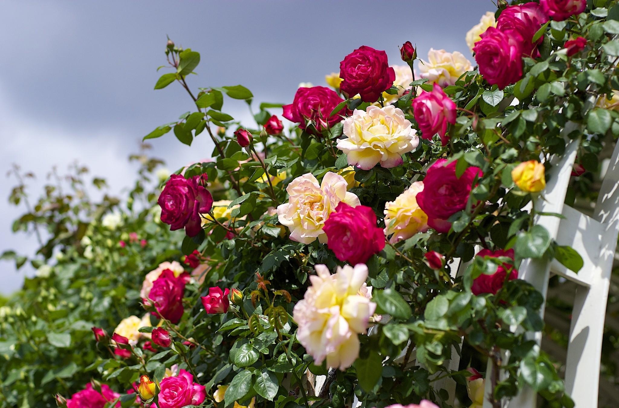 118958 descargar imagen jardín, flores, cielo, roses, florecer, floración, generosamente, es hermoso: fondos de pantalla y protectores de pantalla gratis