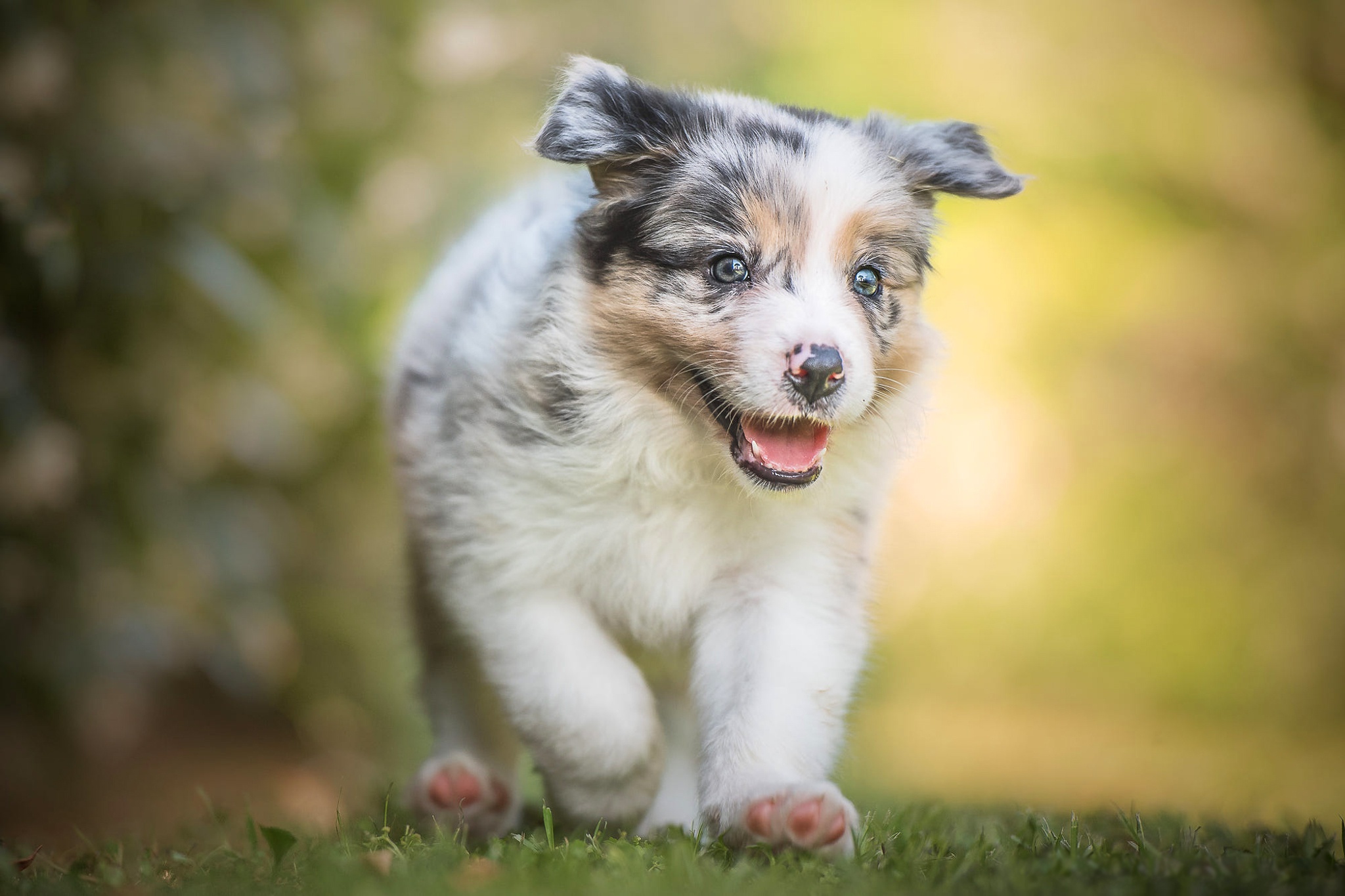 Laden Sie das Tiere, Hunde, Hund, Welpen, Australischer Hirte, Tierbaby-Bild kostenlos auf Ihren PC-Desktop herunter