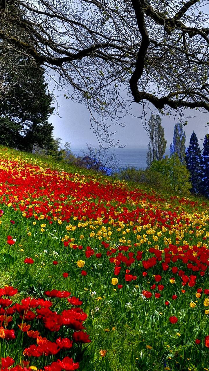 Download mobile wallpaper Flowers, Flower, Earth, Spring, Tulip, Poppy for free.