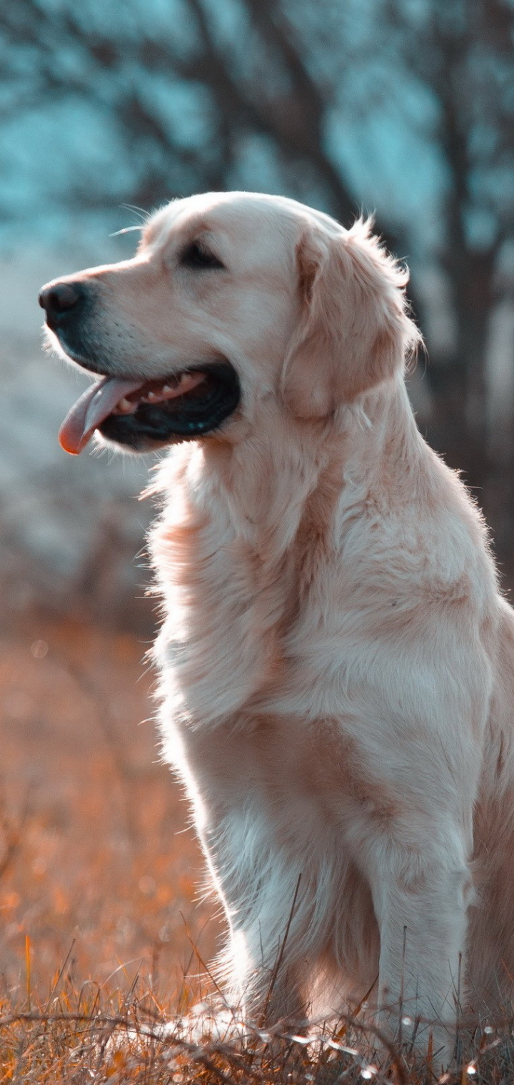 Handy-Wallpaper Tiere, Hunde, Hund, Golden Retriever kostenlos herunterladen.