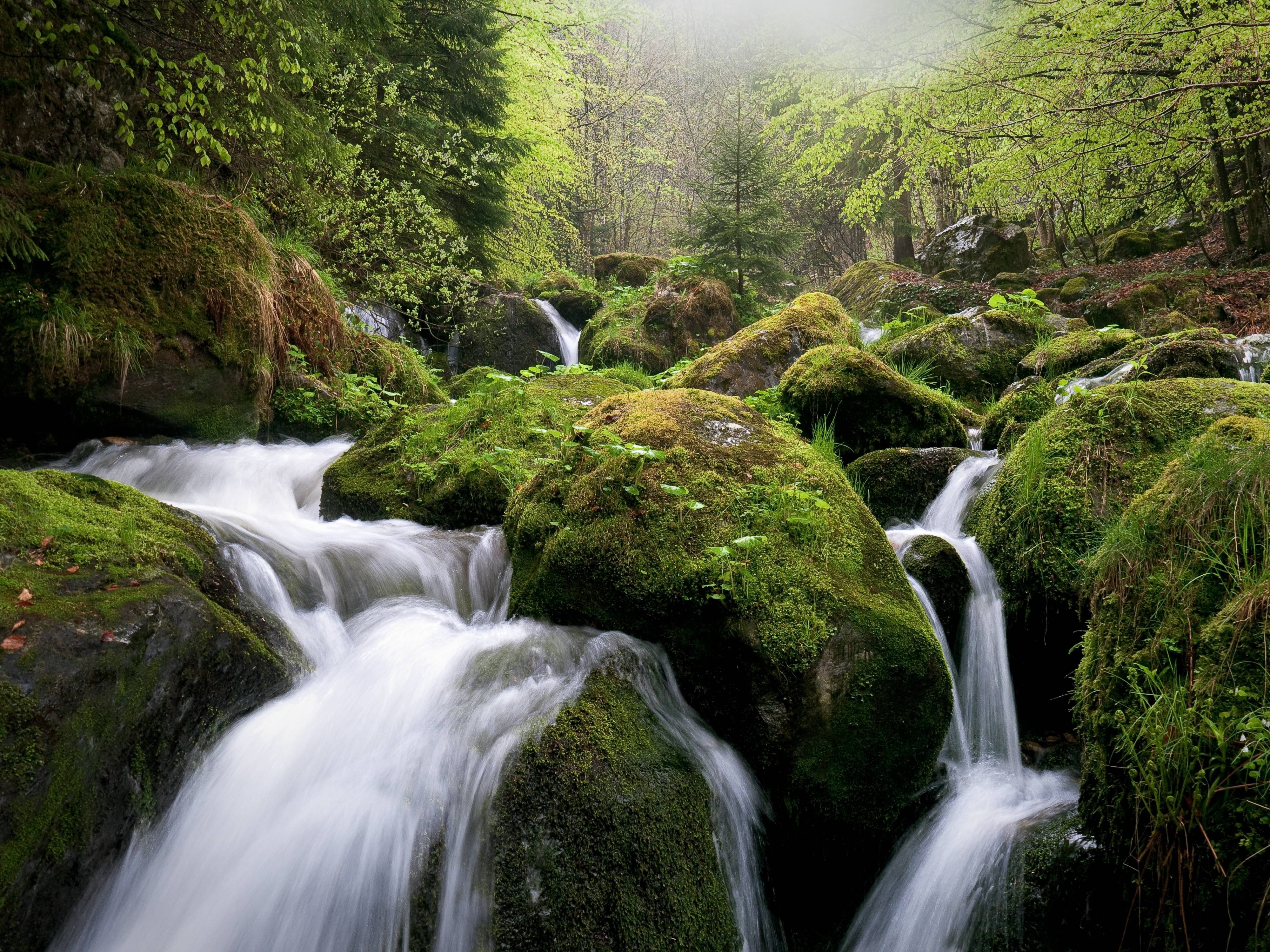 Скачать картинку Водопад, Лес, Зеленый, Мох, Ручей, Земля/природа в телефон бесплатно.