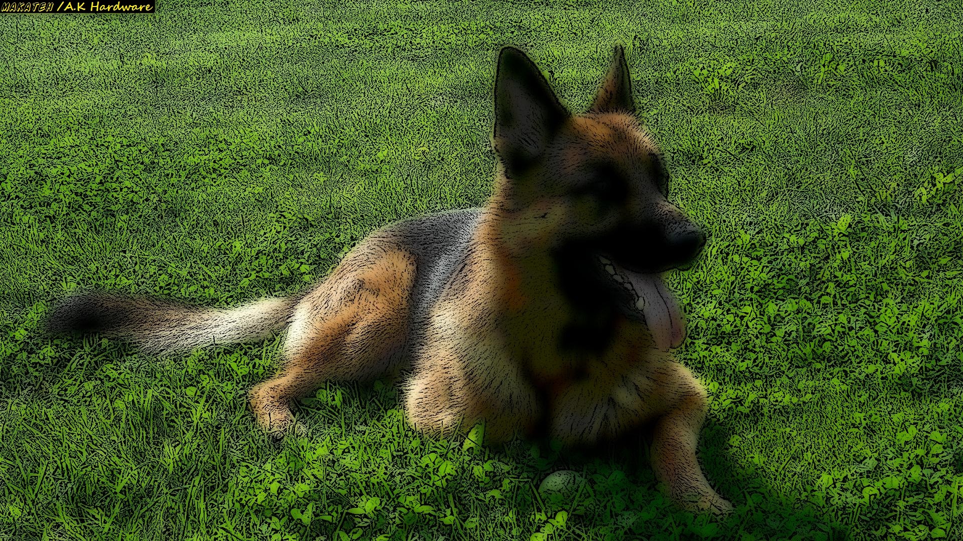 Download mobile wallpaper German Shepherd, Dogs, Dog, Nature, Animal for free.