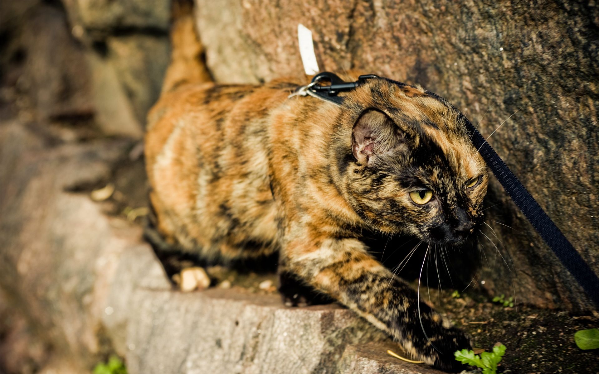 Laden Sie das Tiere, Katzen, Katze-Bild kostenlos auf Ihren PC-Desktop herunter