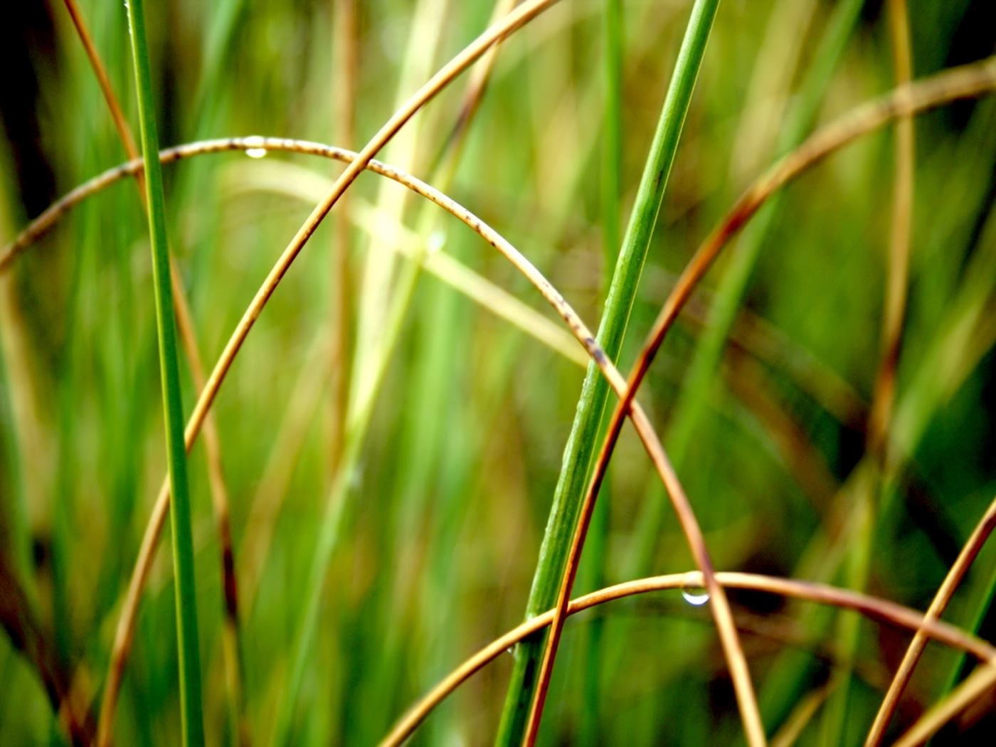 Download mobile wallpaper Plants, Drops, Grass for free.