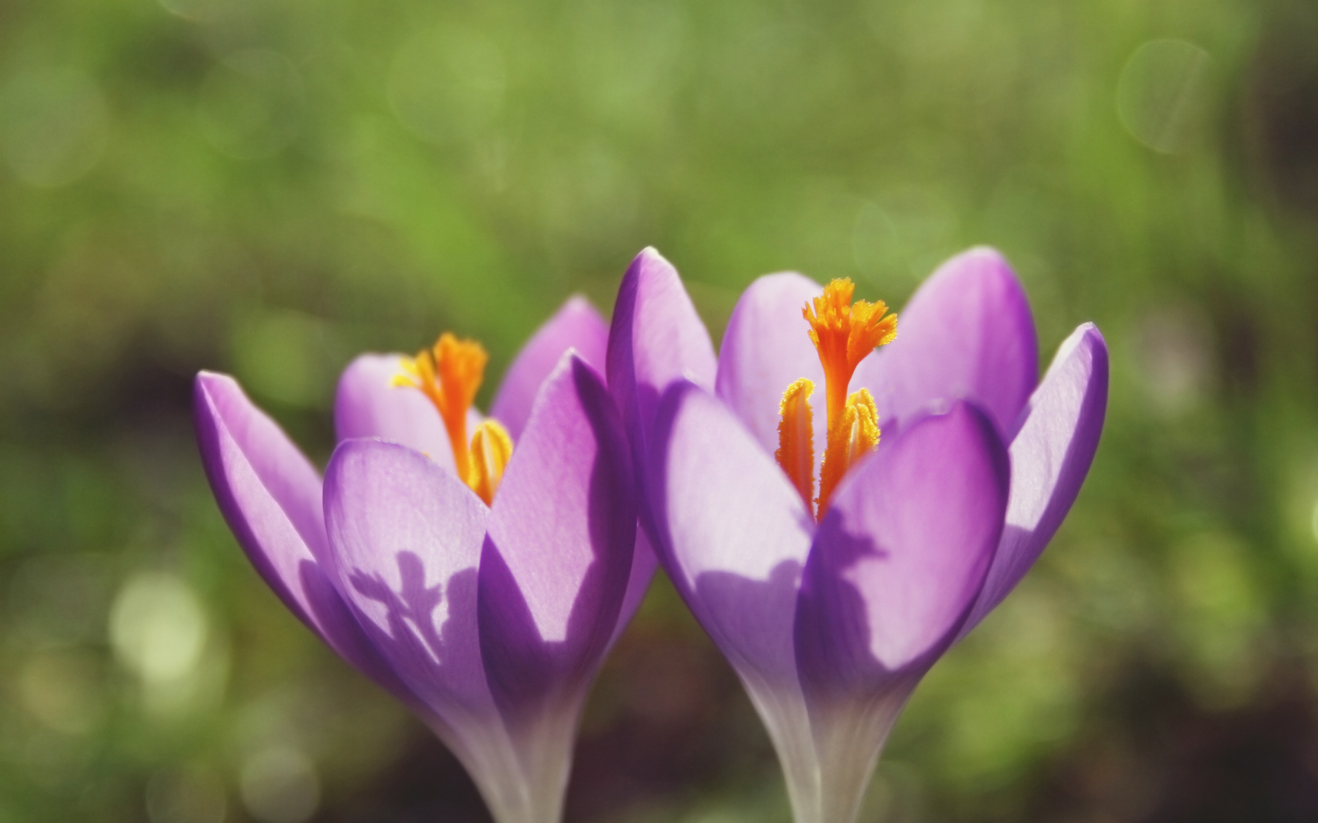 Free download wallpaper Flowers, Flower, Earth, Crocus on your PC desktop