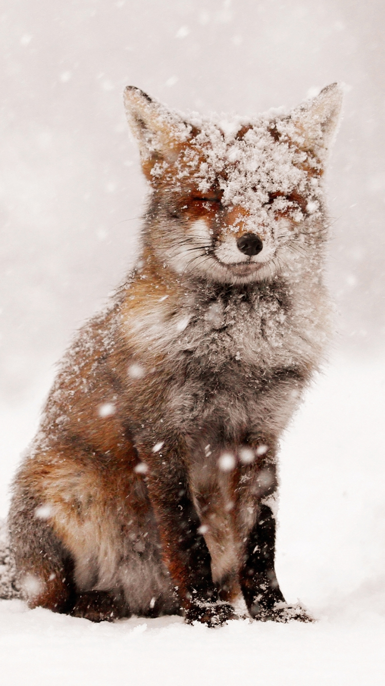 Handy-Wallpaper Tiere, Winter, Schnee, Fuchs, Schneefall, Roter Fuchs kostenlos herunterladen.