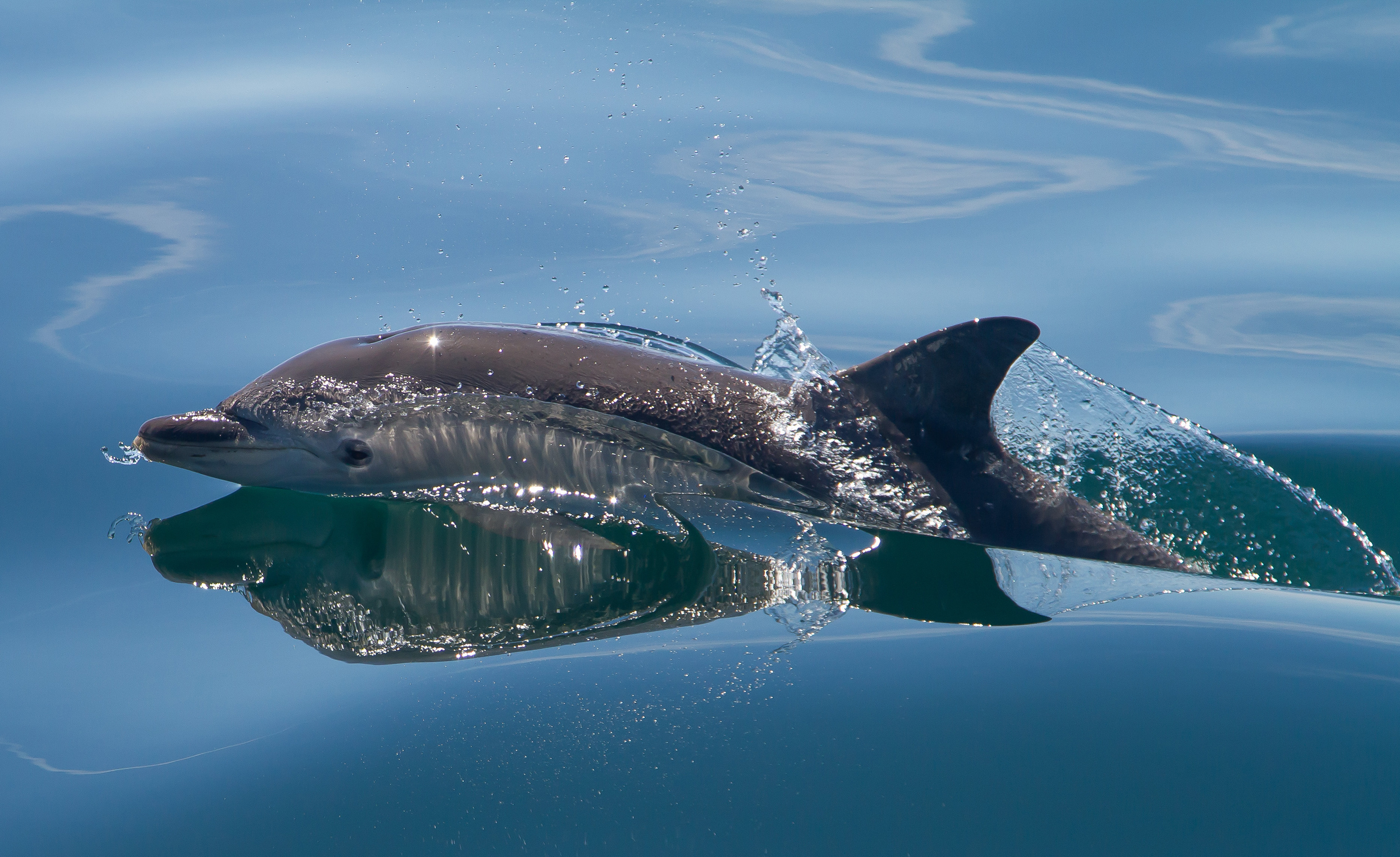 Скачать обои бесплатно Животные, Море, Дельфин картинка на рабочий стол ПК