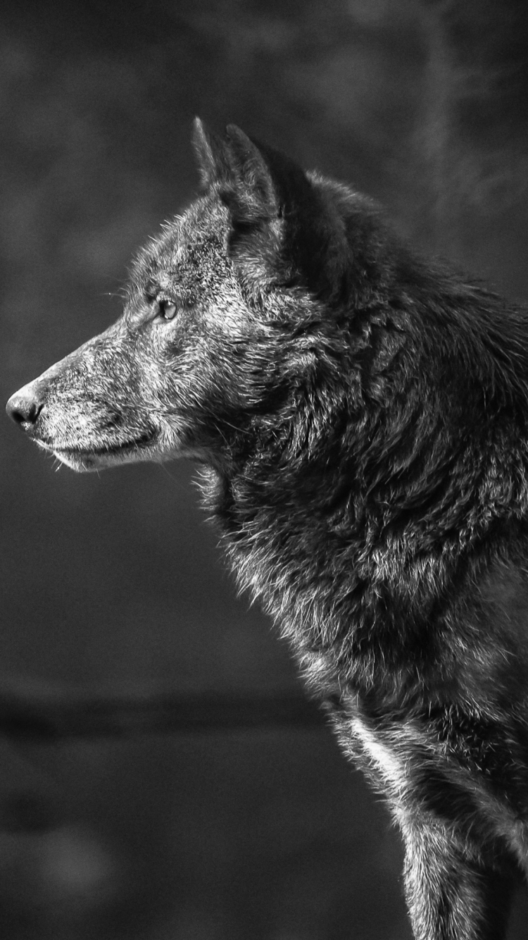 Download mobile wallpaper Muzzle, Wolf, Animal, Black & White, Wolves for free.
