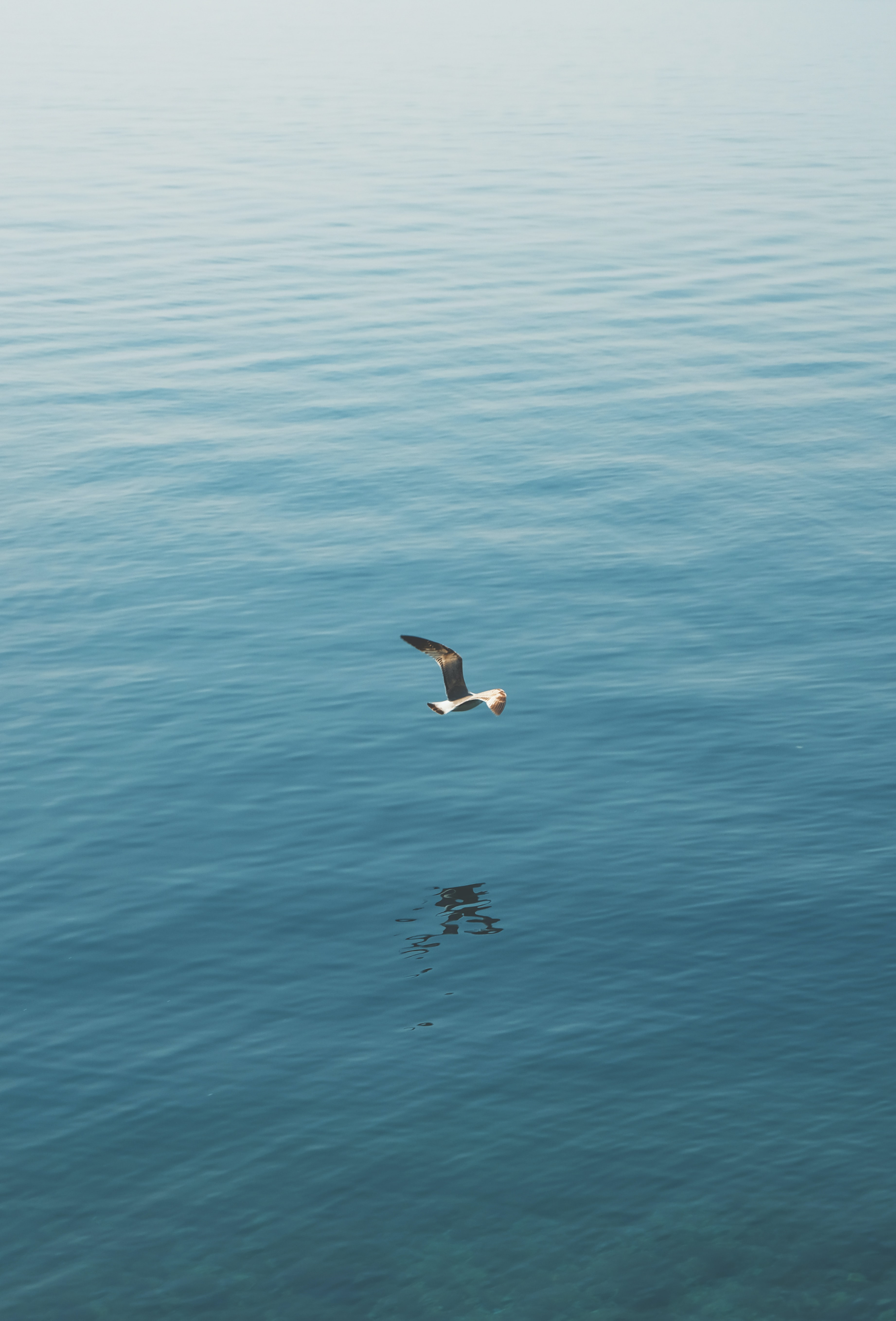 Download mobile wallpaper Gull, Animals, Seagull, Flight, Bird, Sea, Wings for free.