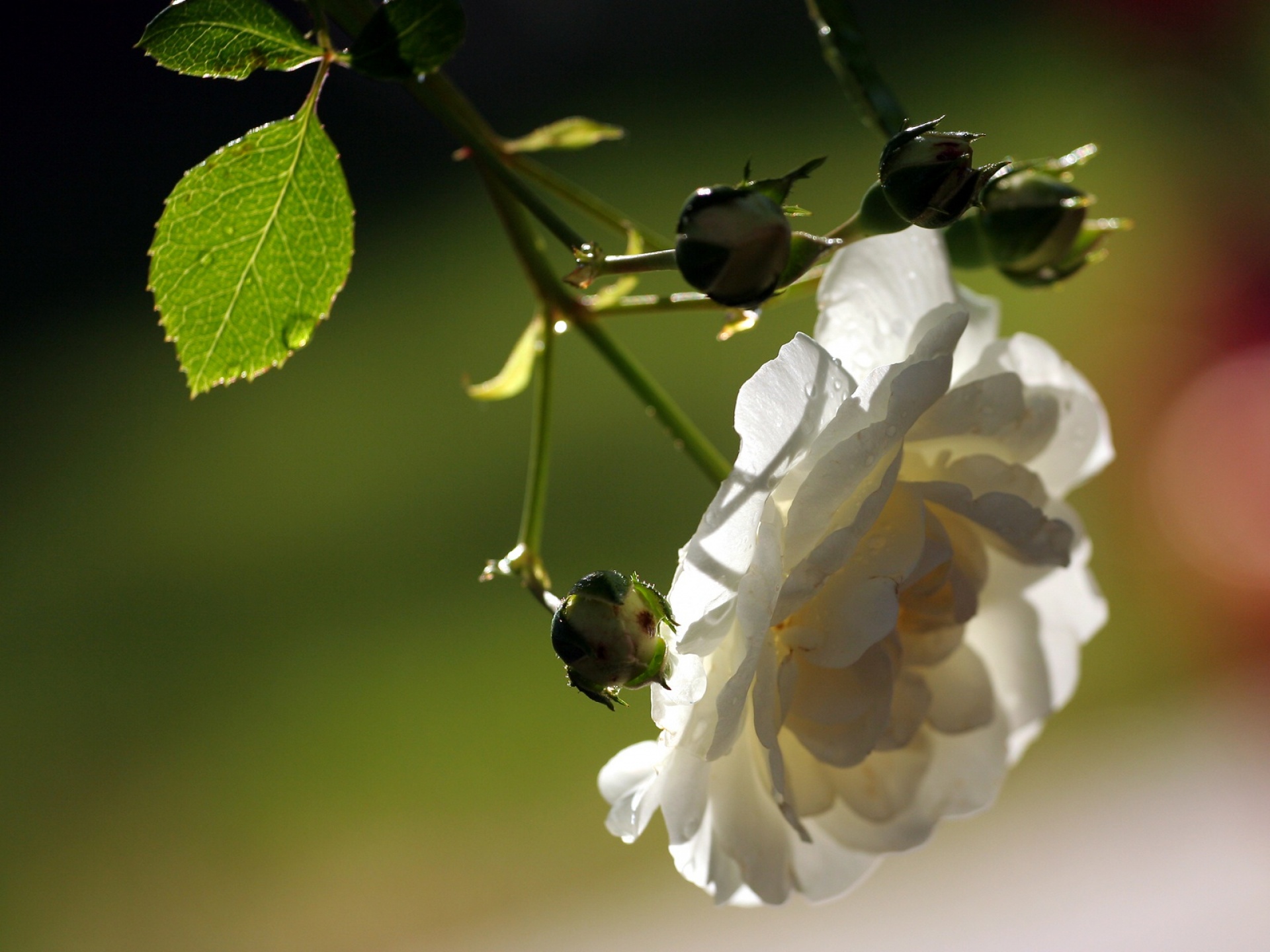 Free download wallpaper Flowers, Rose, Earth on your PC desktop