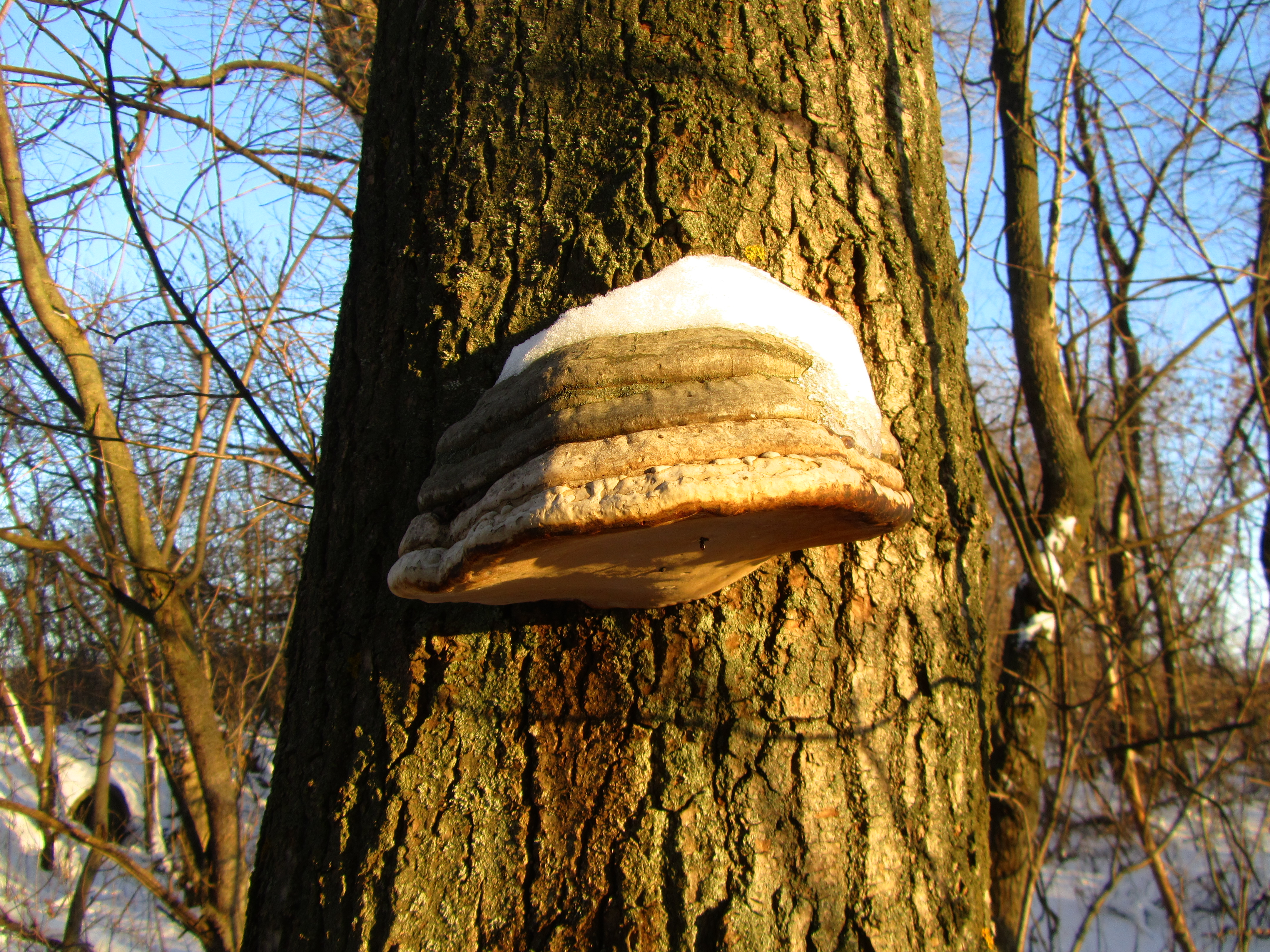 Téléchargez des papiers peints mobile Champignon, Terre/nature gratuitement.