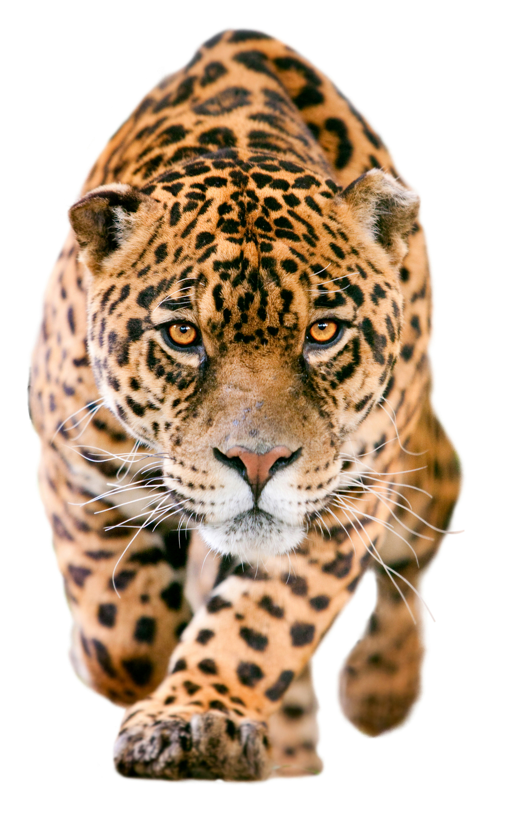 Download mobile wallpaper Cats, Jaguar, Muzzle, Animal for free.