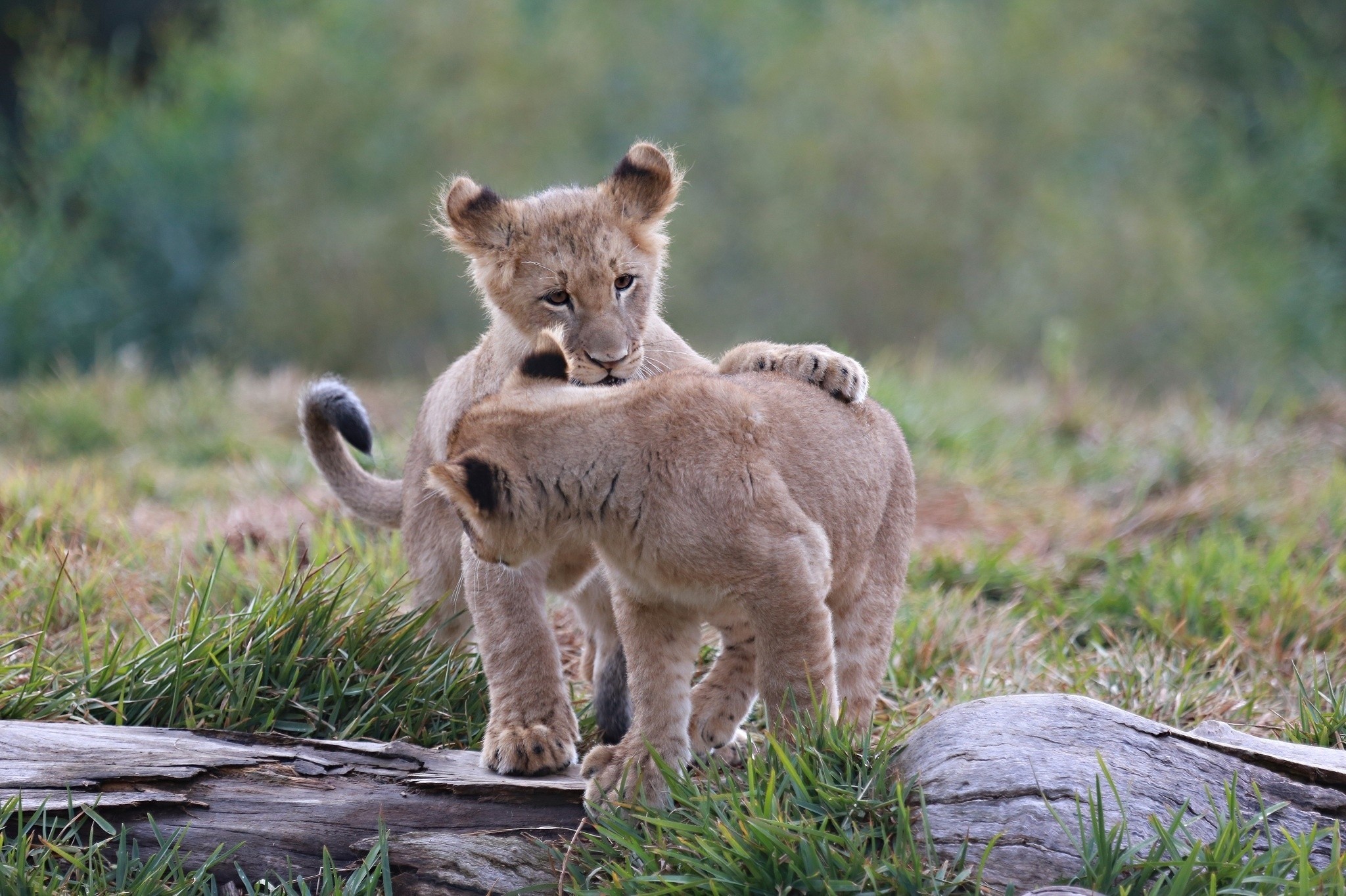 lion cubs, kittens, animals, predators, young, cubs