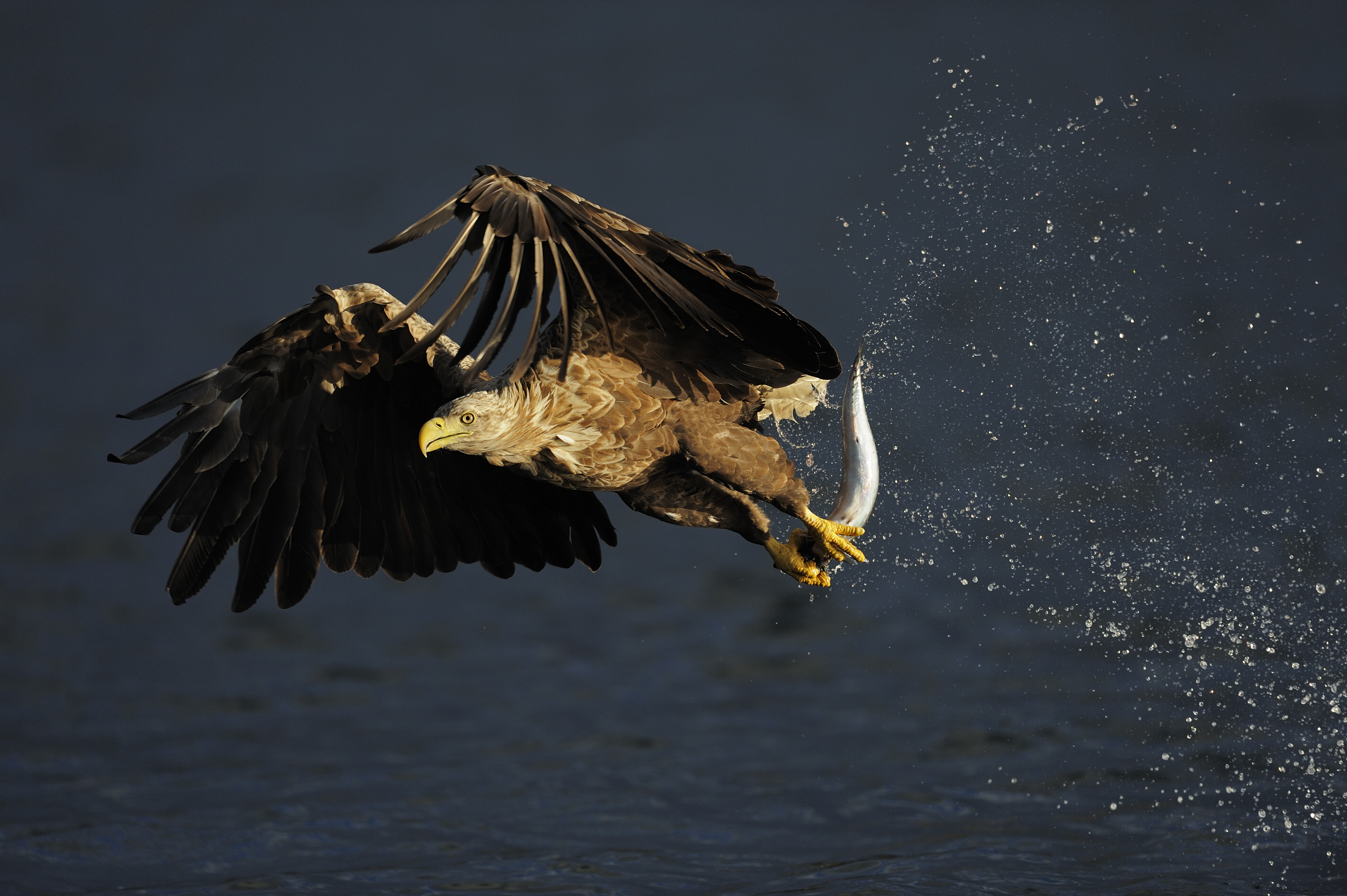 Free download wallpaper Birds, Animal, Eagle on your PC desktop