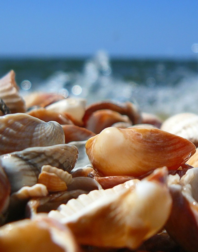 sea, objects, shells wallpaper for mobile