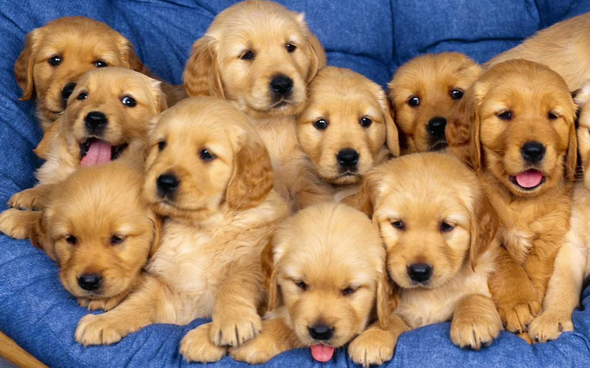 Descarga gratis la imagen Animales, Perros, Cachorro en el escritorio de tu PC