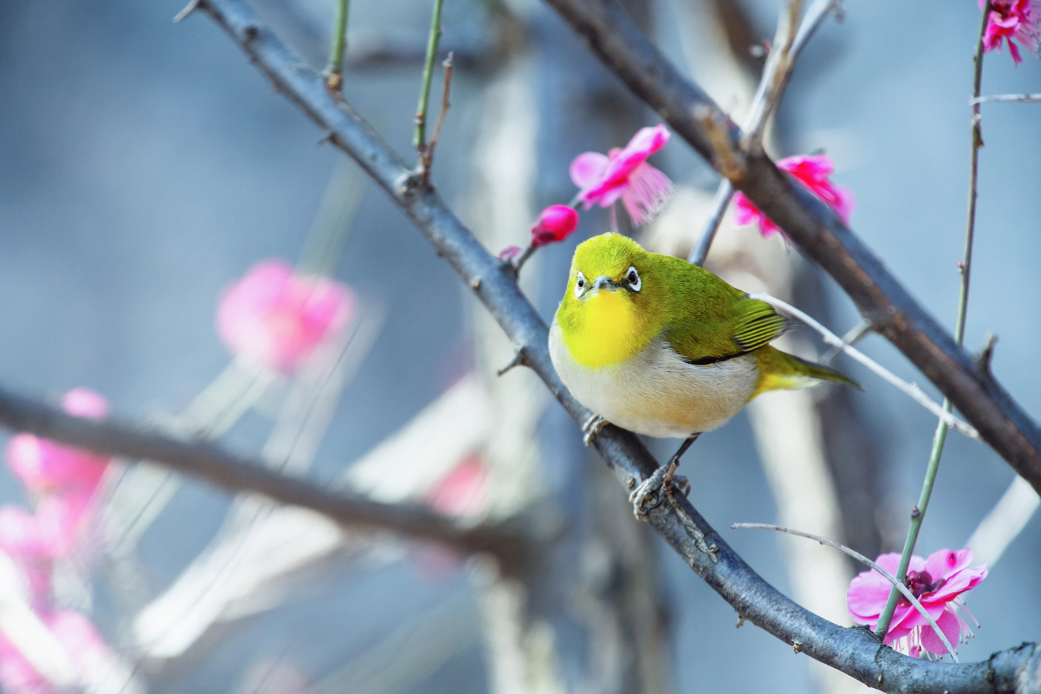 animal, japanese white eye, passerine, spring, birds