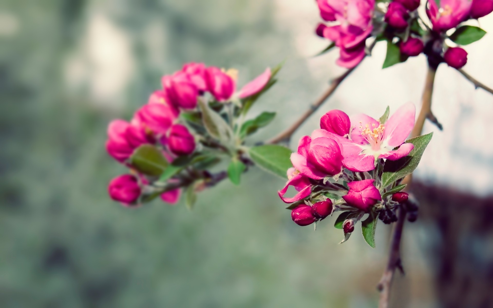 Free download wallpaper Nature, Flowers, Flower, Earth, Spring, Blossom on your PC desktop