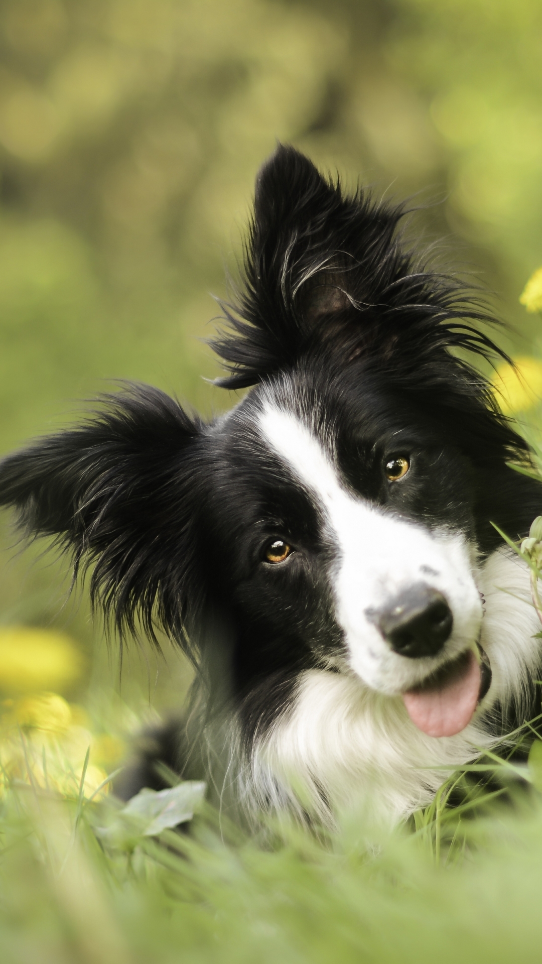 Download mobile wallpaper Dogs, Flower, Dog, Animal, Bokeh, Dandelion, Border Collie for free.