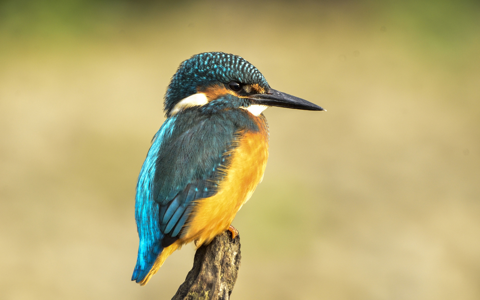 Free download wallpaper Kingfisher, Birds, Animal on your PC desktop