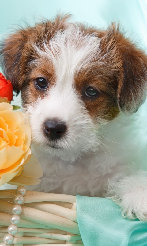 Download mobile wallpaper Dogs, Flower, Dog, Animal, Terrier for free.