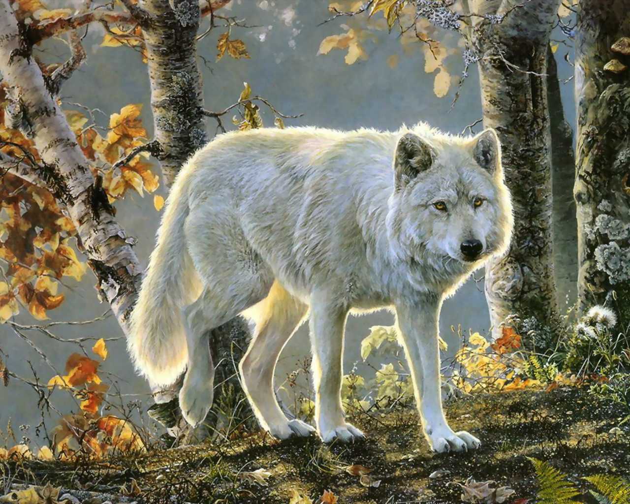 Laden Sie das Tiere, Wolf-Bild kostenlos auf Ihren PC-Desktop herunter