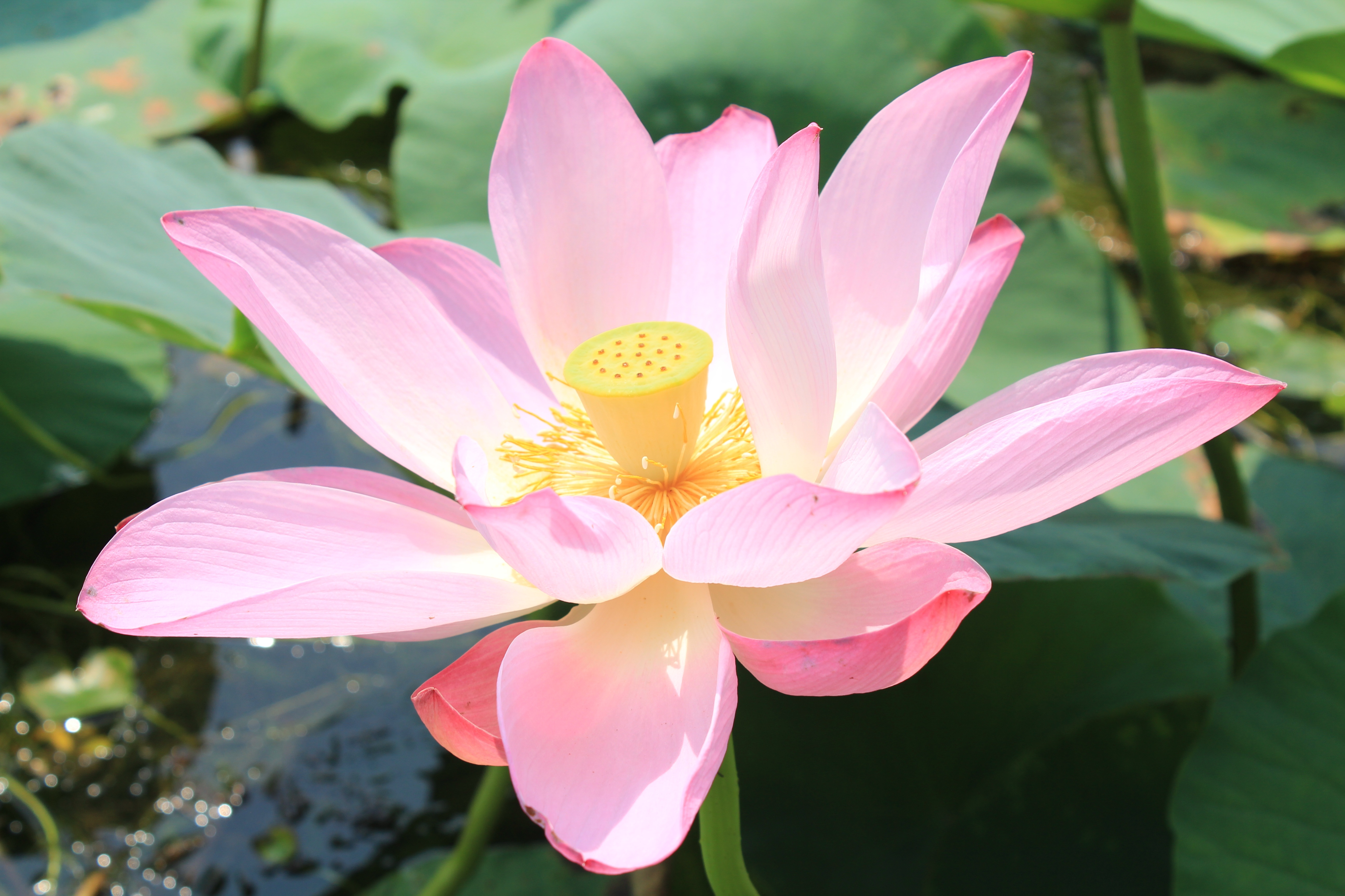 Download mobile wallpaper Nature, Flowers, Lotus, Flower, Close Up, Earth, Pink Flower for free.